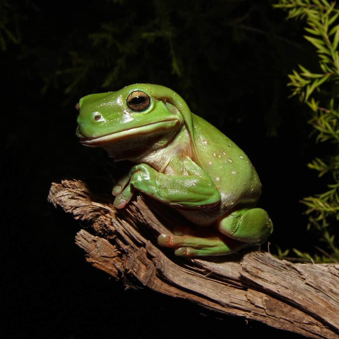 アニマルプラネットさんのインスタグラム写真 - (アニマルプラネットInstagram)「Guesses on WHAT this frog is thinking??? 📸: @mario_aldecoa, @bravewilderness . . . . . . . #animalsofinstagram #animalplanet #animaloftheday #wild #wildlife #outdoors #animals #wildanimals #conservation #nature #animallovers #instanature #wildgeography #frog #treefrog #coyotepeterson #coyotebrave」7月4日 4時00分 - animalplanet