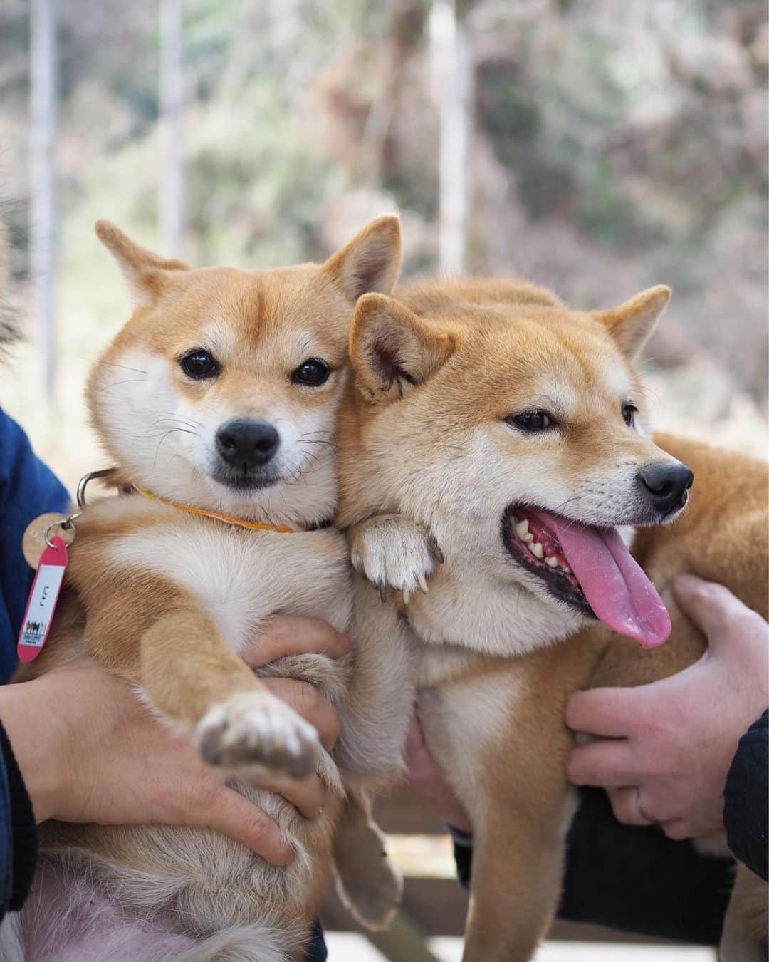 豆柴にこちゃんさんのインスタグラム写真 - (豆柴にこちゃんInstagram)「🐶 にこに会えないので過去picから、 しばらく会えていない、 豆千代くんとのお気に入り写真😊 @mamechiyo728 . にこに顔を手で押さえつけられても 笑顔な優しい豆千代くん🥰 早く会いたいなぁ✨ . 後半はロサンゼルス。 チューバッカを挟んで会話する、 スパイダーマン2人を発見。 . ちなみにロス出張かっこいー と言われて調子に乗ってしまいそうですが、 出張ではなく研修です。 むしろほぼ観光です😆 . 英語も話せないので、 今日はサンキューとソーリーとビジネス！ しか言ってないよ😝 . 9枚目はアカデミー賞の時に レッドカーペットが敷かれる場所。 . #柴犬#豆柴#pecoいぬ部#犬#わんこ#犬#ここ柴部#shibainu#dog#mameshiba#pecotv#dog#いぬのきもち部#しばいぬ#しばけん#こいぬ#シバイヌ#いぬ#イヌ#赤柴#マメシバ#ペット#日本犬#子犬#puppy#doggo#pet#시바견#강아지#개」7月4日 13時53分 - nikochan.mame48