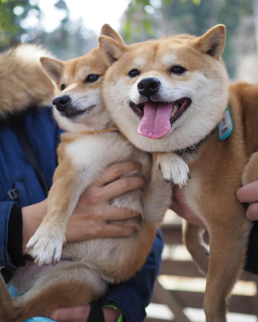 豆柴にこちゃんさんのインスタグラム写真 - (豆柴にこちゃんInstagram)「🐶 にこに会えないので過去picから、 しばらく会えていない、 豆千代くんとのお気に入り写真😊 @mamechiyo728 . にこに顔を手で押さえつけられても 笑顔な優しい豆千代くん🥰 早く会いたいなぁ✨ . 後半はロサンゼルス。 チューバッカを挟んで会話する、 スパイダーマン2人を発見。 . ちなみにロス出張かっこいー と言われて調子に乗ってしまいそうですが、 出張ではなく研修です。 むしろほぼ観光です😆 . 英語も話せないので、 今日はサンキューとソーリーとビジネス！ しか言ってないよ😝 . 9枚目はアカデミー賞の時に レッドカーペットが敷かれる場所。 . #柴犬#豆柴#pecoいぬ部#犬#わんこ#犬#ここ柴部#shibainu#dog#mameshiba#pecotv#dog#いぬのきもち部#しばいぬ#しばけん#こいぬ#シバイヌ#いぬ#イヌ#赤柴#マメシバ#ペット#日本犬#子犬#puppy#doggo#pet#시바견#강아지#개」7月4日 13時53分 - nikochan.mame48