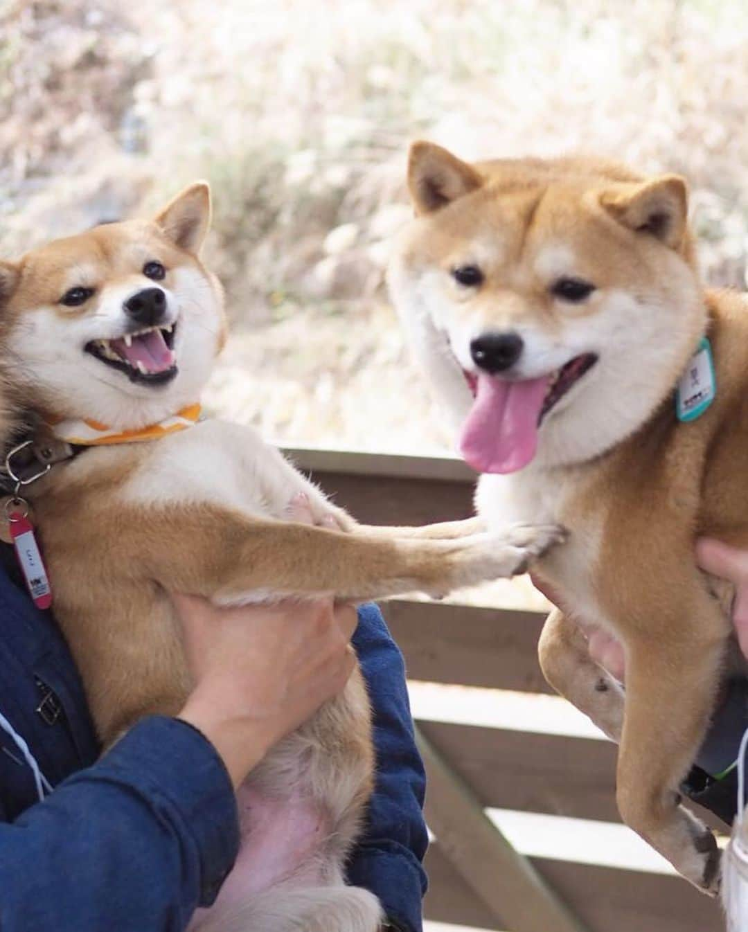 豆柴にこちゃんさんのインスタグラム写真 - (豆柴にこちゃんInstagram)「🐶 にこに会えないので過去picから、 しばらく会えていない、 豆千代くんとのお気に入り写真😊 @mamechiyo728 . にこに顔を手で押さえつけられても 笑顔な優しい豆千代くん🥰 早く会いたいなぁ✨ . 後半はロサンゼルス。 チューバッカを挟んで会話する、 スパイダーマン2人を発見。 . ちなみにロス出張かっこいー と言われて調子に乗ってしまいそうですが、 出張ではなく研修です。 むしろほぼ観光です😆 . 英語も話せないので、 今日はサンキューとソーリーとビジネス！ しか言ってないよ😝 . 9枚目はアカデミー賞の時に レッドカーペットが敷かれる場所。 . #柴犬#豆柴#pecoいぬ部#犬#わんこ#犬#ここ柴部#shibainu#dog#mameshiba#pecotv#dog#いぬのきもち部#しばいぬ#しばけん#こいぬ#シバイヌ#いぬ#イヌ#赤柴#マメシバ#ペット#日本犬#子犬#puppy#doggo#pet#시바견#강아지#개」7月4日 13時53分 - nikochan.mame48