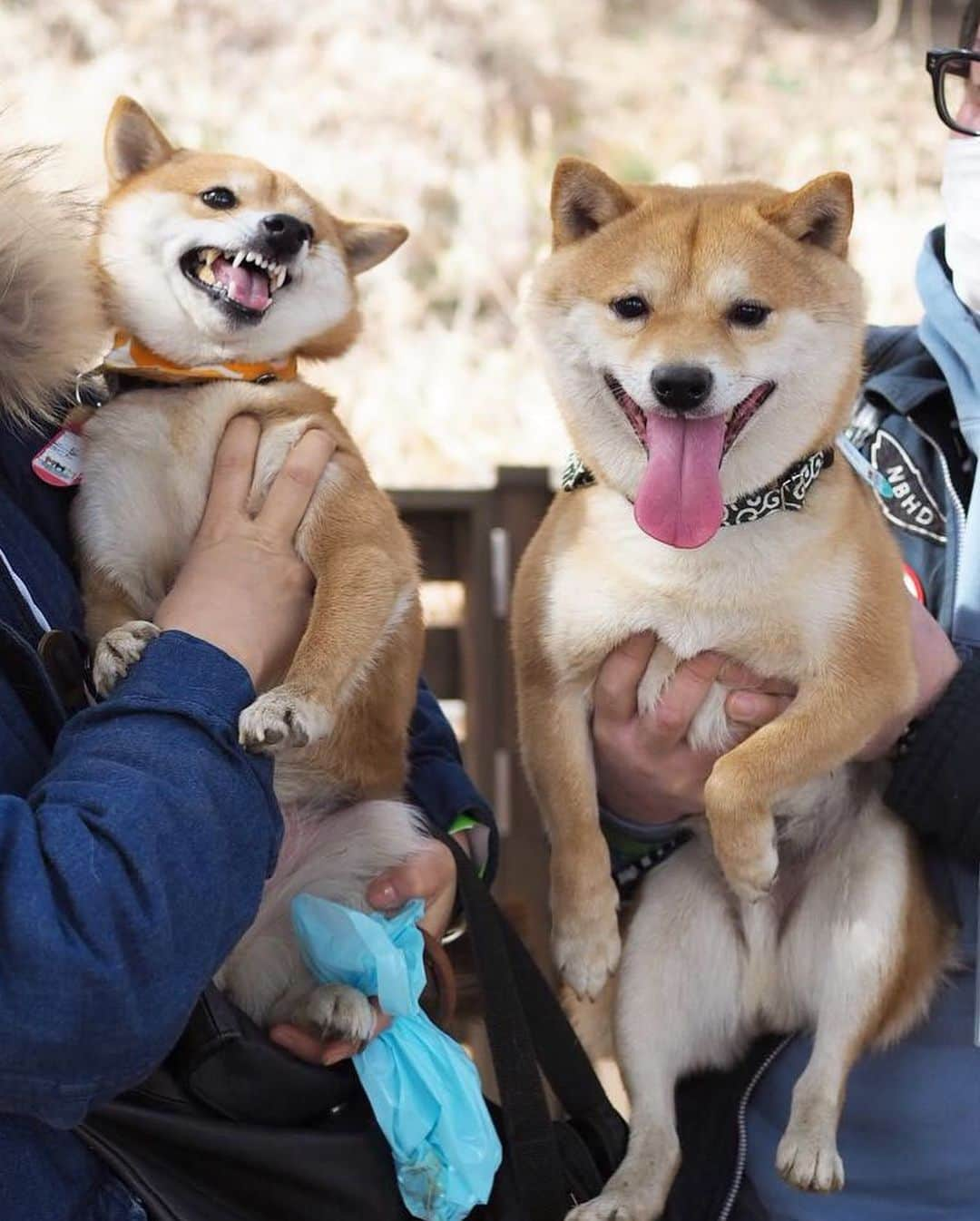 豆柴にこちゃんさんのインスタグラム写真 - (豆柴にこちゃんInstagram)「🐶 にこに会えないので過去picから、 しばらく会えていない、 豆千代くんとのお気に入り写真😊 @mamechiyo728 . にこに顔を手で押さえつけられても 笑顔な優しい豆千代くん🥰 早く会いたいなぁ✨ . 後半はロサンゼルス。 チューバッカを挟んで会話する、 スパイダーマン2人を発見。 . ちなみにロス出張かっこいー と言われて調子に乗ってしまいそうですが、 出張ではなく研修です。 むしろほぼ観光です😆 . 英語も話せないので、 今日はサンキューとソーリーとビジネス！ しか言ってないよ😝 . 9枚目はアカデミー賞の時に レッドカーペットが敷かれる場所。 . #柴犬#豆柴#pecoいぬ部#犬#わんこ#犬#ここ柴部#shibainu#dog#mameshiba#pecotv#dog#いぬのきもち部#しばいぬ#しばけん#こいぬ#シバイヌ#いぬ#イヌ#赤柴#マメシバ#ペット#日本犬#子犬#puppy#doggo#pet#시바견#강아지#개」7月4日 13時53分 - nikochan.mame48