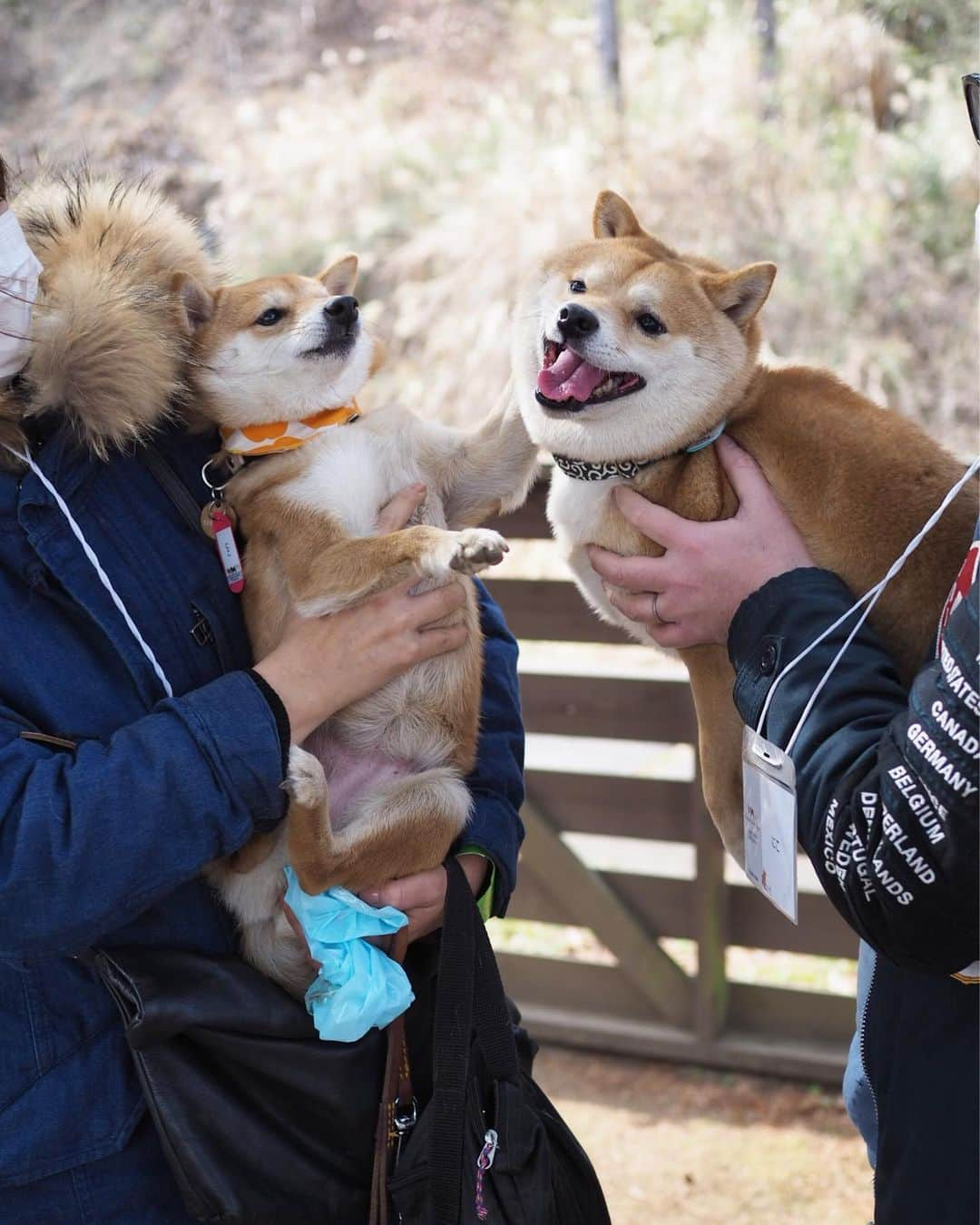 豆柴にこちゃんさんのインスタグラム写真 - (豆柴にこちゃんInstagram)「🐶 にこに会えないので過去picから、 しばらく会えていない、 豆千代くんとのお気に入り写真😊 @mamechiyo728 . にこに顔を手で押さえつけられても 笑顔な優しい豆千代くん🥰 早く会いたいなぁ✨ . 後半はロサンゼルス。 チューバッカを挟んで会話する、 スパイダーマン2人を発見。 . ちなみにロス出張かっこいー と言われて調子に乗ってしまいそうですが、 出張ではなく研修です。 むしろほぼ観光です😆 . 英語も話せないので、 今日はサンキューとソーリーとビジネス！ しか言ってないよ😝 . 9枚目はアカデミー賞の時に レッドカーペットが敷かれる場所。 . #柴犬#豆柴#pecoいぬ部#犬#わんこ#犬#ここ柴部#shibainu#dog#mameshiba#pecotv#dog#いぬのきもち部#しばいぬ#しばけん#こいぬ#シバイヌ#いぬ#イヌ#赤柴#マメシバ#ペット#日本犬#子犬#puppy#doggo#pet#시바견#강아지#개」7月4日 13時53分 - nikochan.mame48