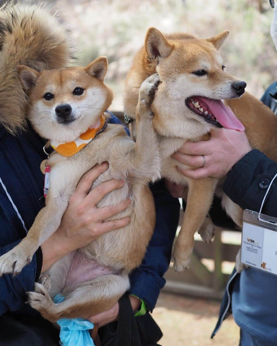 豆柴にこちゃんさんのインスタグラム写真 - (豆柴にこちゃんInstagram)「🐶 にこに会えないので過去picから、 しばらく会えていない、 豆千代くんとのお気に入り写真😊 @mamechiyo728 . にこに顔を手で押さえつけられても 笑顔な優しい豆千代くん🥰 早く会いたいなぁ✨ . 後半はロサンゼルス。 チューバッカを挟んで会話する、 スパイダーマン2人を発見。 . ちなみにロス出張かっこいー と言われて調子に乗ってしまいそうですが、 出張ではなく研修です。 むしろほぼ観光です😆 . 英語も話せないので、 今日はサンキューとソーリーとビジネス！ しか言ってないよ😝 . 9枚目はアカデミー賞の時に レッドカーペットが敷かれる場所。 . #柴犬#豆柴#pecoいぬ部#犬#わんこ#犬#ここ柴部#shibainu#dog#mameshiba#pecotv#dog#いぬのきもち部#しばいぬ#しばけん#こいぬ#シバイヌ#いぬ#イヌ#赤柴#マメシバ#ペット#日本犬#子犬#puppy#doggo#pet#시바견#강아지#개」7月4日 13時53分 - nikochan.mame48