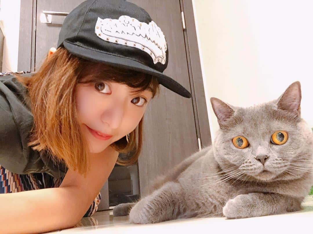 東なつ紀のインスタグラム：「おでぶーちんとツーショットに必死 #ぶりちゃん  #猫 #多頭飼い #まさぶりあずグラム #エキゾチックショートヘア #ブリティッシュショートヘア #マンチカン  #Munchkin  #exoticshorthair #britishshorthair #マンチカン短足  #ねこ  #ネコ  #cat  #ネコ部  #短足  #顔ぺちゃ #猫好きさんと繋がりたい  #猫のいる暮らし  #短脚猫 #曼基康猫 #ねこ休み展 に出たい」