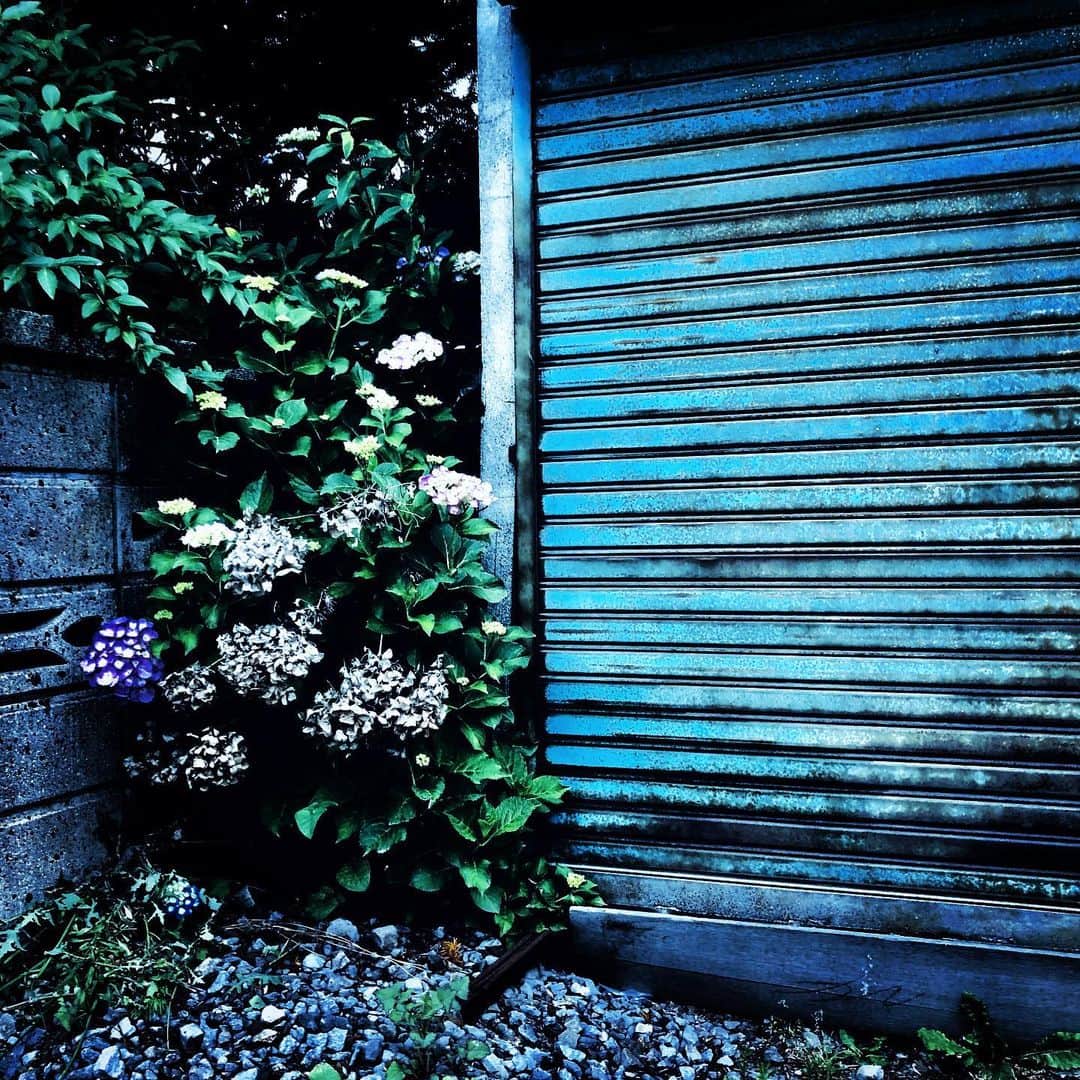江田由紀浩さんのインスタグラム写真 - (江田由紀浩Instagram)「1時間ちょいの朝の散歩。いい感じの花などを目にすると近づいて「はー」とか「ほー」とか言っちゃってもう老人だ。笑 #朝 #散歩 #近所 #はー #ほー #老人」7月4日 6時08分 - eda_yukihiro
