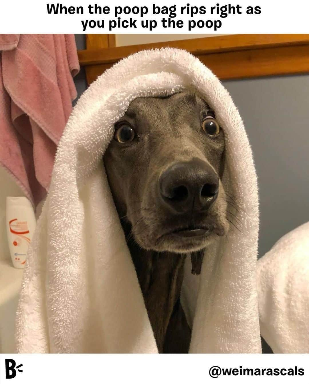 BarkBoxさんのインスタグラム写真 - (BarkBoxInstagram)「There's nowhere to wash your hands when you're in the woods.⁠﻿ ⁠﻿ @weimarascals」7月4日 6時10分 - barkbox