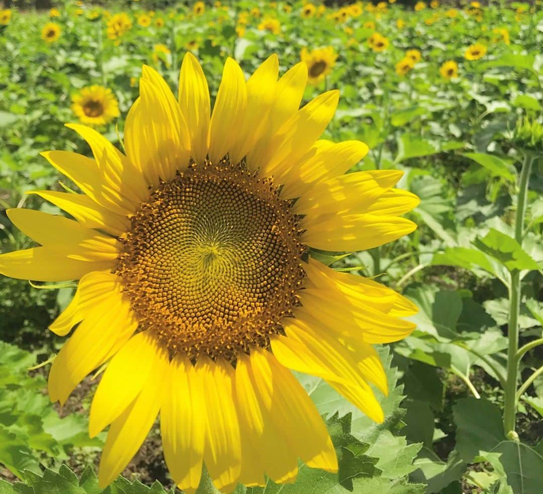 マキ・コニクソンさんのインスタグラム写真 - (マキ・コニクソンInstagram)「Good morning from Waimanalo Sunflower Farm ! 🌻🌻Photo by @ccsmileyface .  私の娘CCはヒマワリが一番好きな花なの。だから私はお誕生日とかスペシャルなお祝いにはいつもヒマワリをプレゼントするんだよ！漢字は”向日葵”英語は”Sunflower”まさに太陽の花。 私も大好きな花！ 元気が出る花だよね！💪🏼ヒマワリの時期は短いから今ワイマナロ のヒマワリ畑に行ったら🌻🌻🌻🌻に会えるよ！ 今日もハッピーな１日を過ごそうね！ #ハワイのおすそ分け🤙🏼 #ヒマワリ🌻 #向日葵🌻 #Sunflower🌻」7月4日 6時31分 - makikonikson