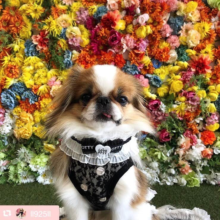 大原かおりさんのインスタグラム写真 - (大原かおりInstagram)「♡ #Part3 エルちゃん @ll925ll #OttyDogタグリポスト 🐶💕 ☺︎ ❤️レースドットメッシュタンク❤️ http://otty.net/?pid=143016473 ・ ❤️フリルチョーカー❤️ http://otty.net/?pid=143204111 ☺︎ レースドットメッシュタンクと、お揃いのフリルチョーカーでお洒落をしてくれたエルちゃん🐶🎀 てへぺろ顔が可愛すぎる〜❣️ 最後のアップ写真もメチャカワです😍💘 ☺︎ メッシュタンクは、裾にチョーカーとお揃いのフリルが付いていて高級感タップリ♡♡♡ チョーカーの後ろはアジャスターが付いているのでサイズ調整可能です👏😋 エルちゃんママ、可愛いお写真ありがとうございました🐶💕 * #チン #エルちゃん #ドットメッシュ #フリルチョーカー #可愛いお写真 #ありがとう #🐶❤️ ——————————💓🐶OttyDog🐶💓————— repost @ll925ll via @PhotoAroundApp  幕張ペット博で購入した @oharagaori_otty さんのお洋服でお出かけ😍🌹 otty ottydog #オッティ #新作 #横浜ベイクォーター #フラワーウォール #令和 #令和元年 #bayquarter #茶狆 #狆 #ドッグスタグラム #犬スタグラム #犬バカ部 #japanesechin #鼻ぺちゃ #フワモコ部 #フォトジェニック #インスタ映え #instadog #スタペグラム #スタペ応募_stp47 #pecoいぬ部」7月4日 6時55分 - oharagaori_otty