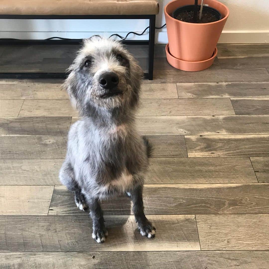 Dogs by Ginaのインスタグラム：「Jet  Greyhound/ Bedlington Terrier/ Deer Hound Edit: this dog is actually recognized as a Lurcher  From the 1500’s in England!」