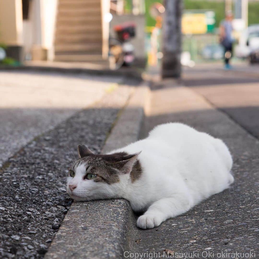 Masayukiさんのインスタグラム写真 - (MasayukiInstagram)「Sato液体。  おはようございます。 Good morning from Tokyo Japan 🐌🐌🐌 #cat #ねこ」7月4日 7時19分 - okirakuoki