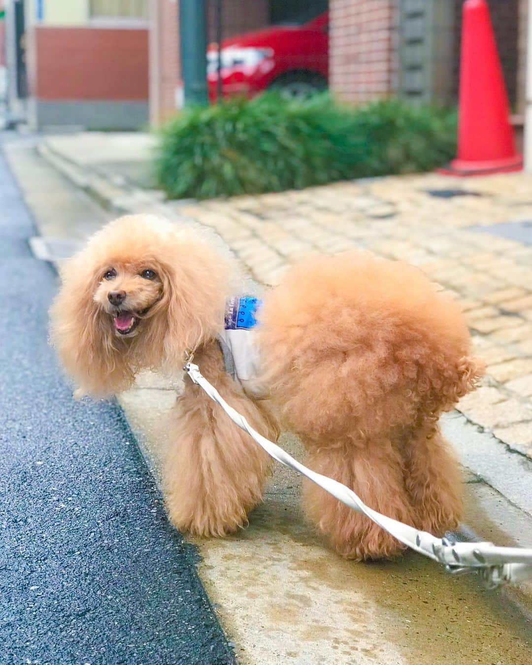 Toypoodle Mikuru?Asakusa Tokyoのインスタグラム