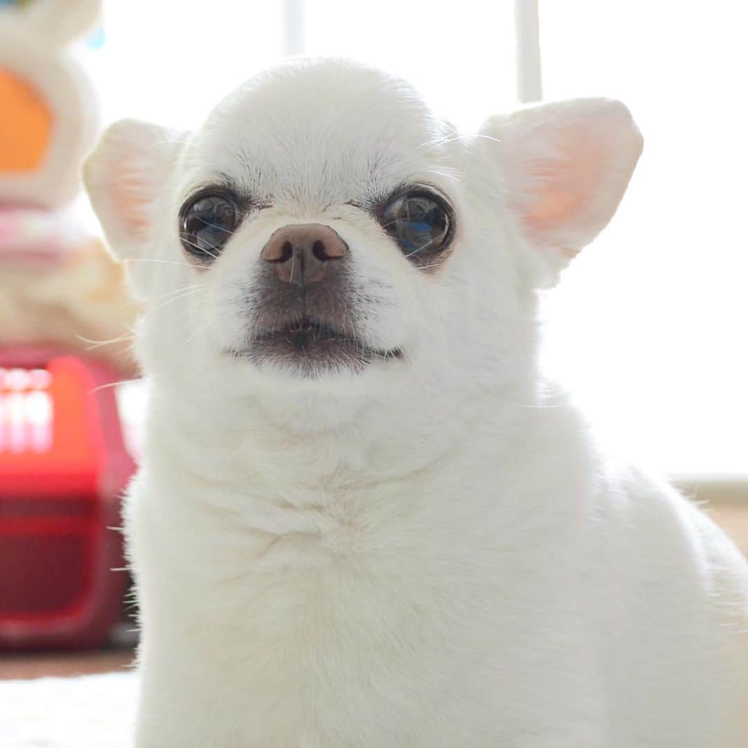 KORIKIのインスタグラム：「おはようございます♪ * #dogofsapporo #dog, #dogs, #dogstagram,#chihuahua,#犬バカ部,#チワワ,#koriki, #hanadog #白スムチ連合会, #スムチー,  #dogofthedayjp, #dogoftheday  #ilovemydog #instadog #instapet #WhiteChihuahua  #吉娃娃 #치와와  #dogsofinstagram #Chihuahualover  #チワワの輪 #barkbox #WhiteChihuahuaParty #もふもふモフモフ」