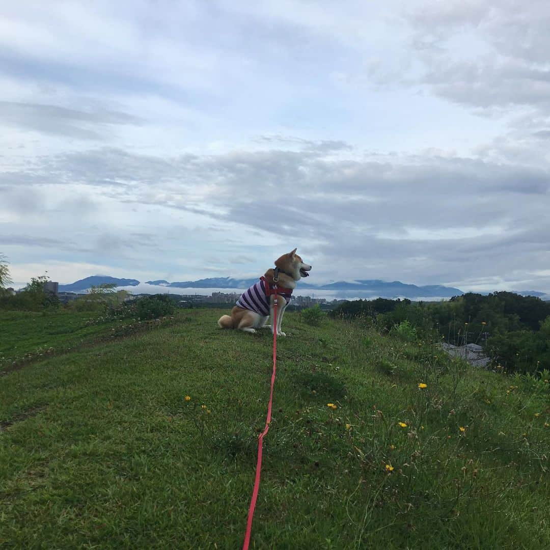 てんパパさんのインスタグラム写真 - (てんパパInstagram)「朝5時台、今朝は雨が降り出す前にってことで、いつもよりたくさん散歩してるワンコに会った。 途中パラっときたけど、てんこも概ね濡れずに行ってこれた。 #丘の上のてん」7月4日 7時40分 - tenchan.shiba