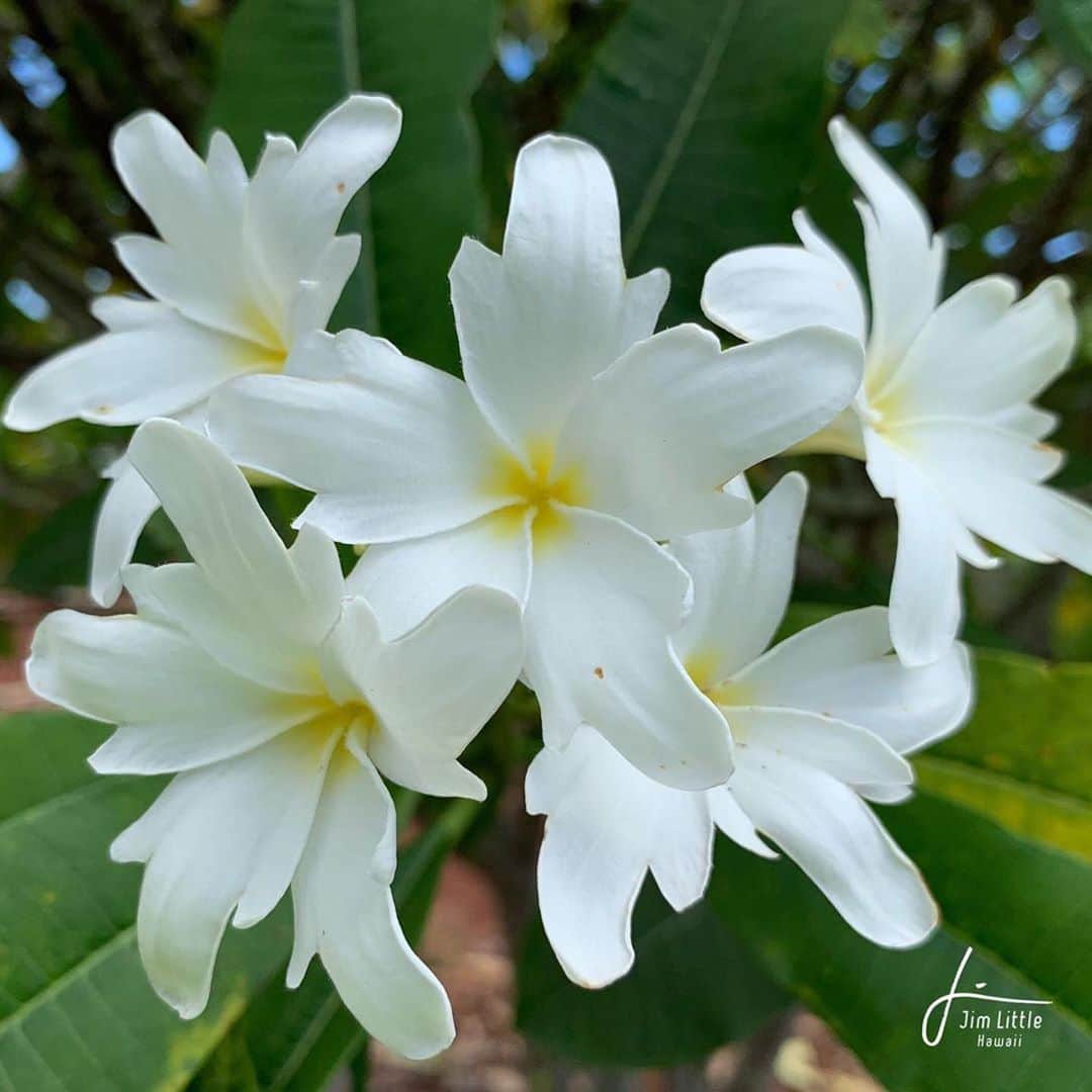 クラーク・リトルさんのインスタグラム写真 - (クラーク・リトルInstagram)「Wow! Check out this new hybrid Plumeria, born and raised on the North Shore of Oahu. My father @jimlittlenursery has been growing and hybridizing Plumeria Since  1973. #hawaii #haleiwa #plumeria #flowers #JimLittlenursery @jimlittleplumeria @marekalittle」7月4日 8時05分 - clarklittle