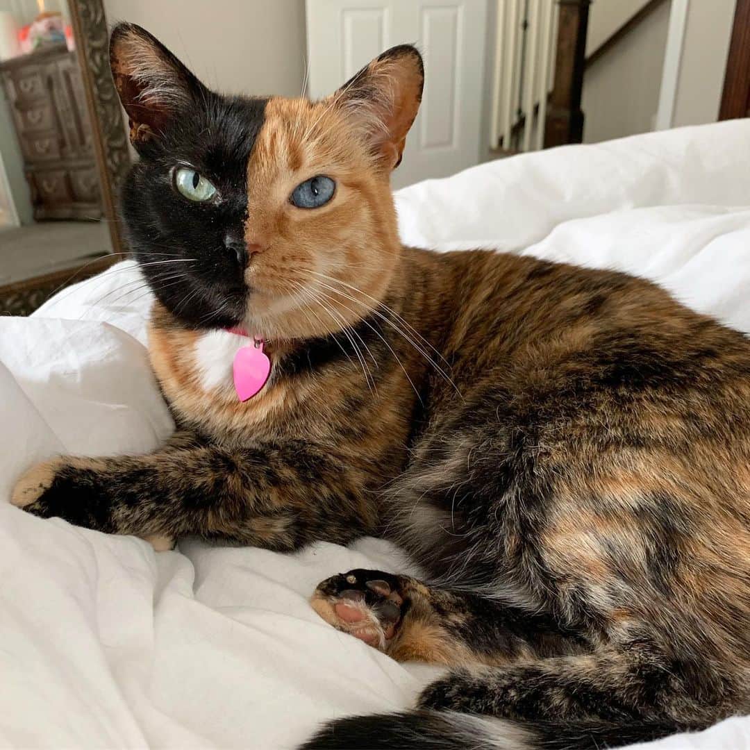 Venus Cat さんのインスタグラム写真 - (Venus Cat Instagram)「What cats think about: Why humans insist on being busy all the time and do work instead of lounging around all day is beyond me..weirdos! 😹」7月4日 8時06分 - venustwofacecat