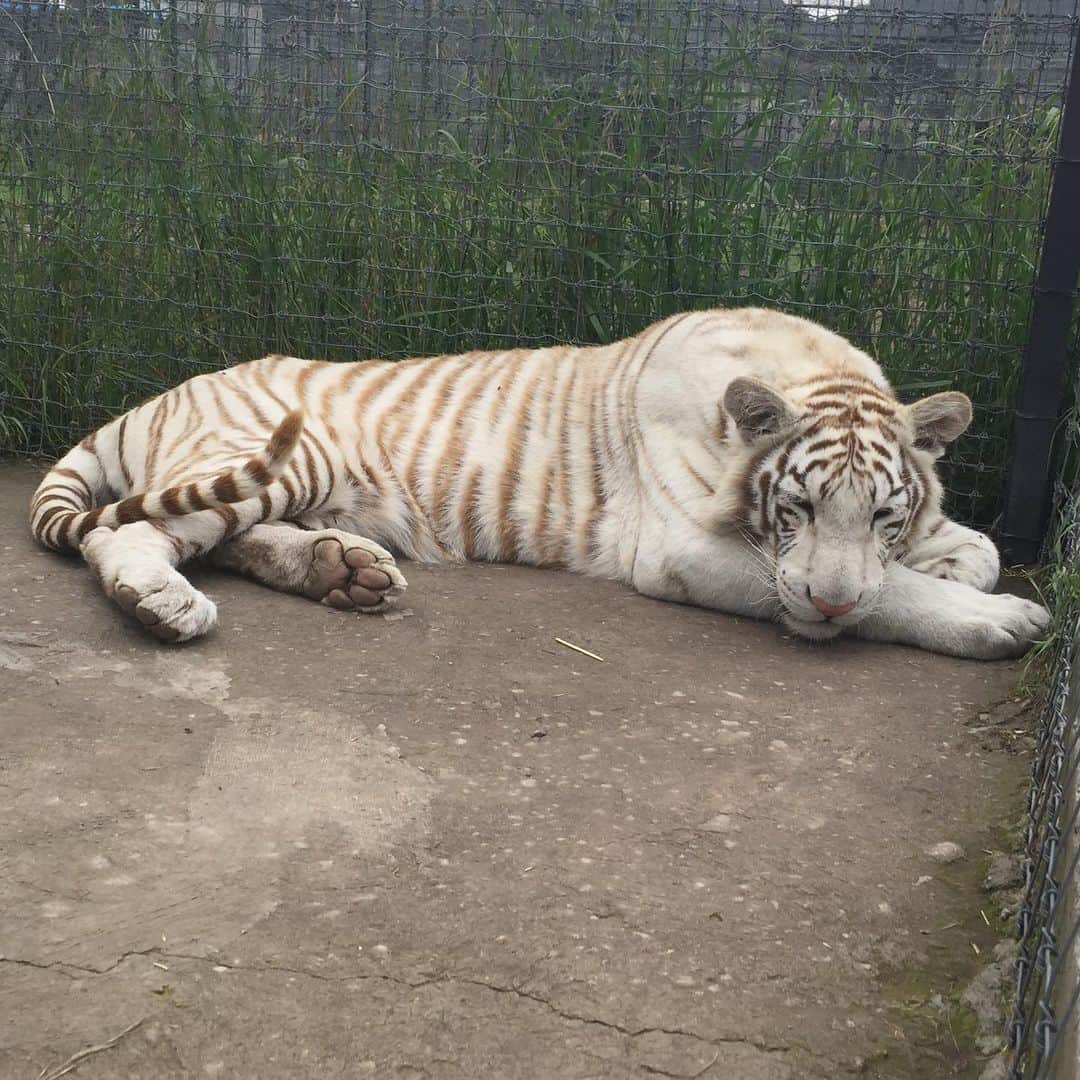 Black Jaguar-White Tiger さんのインスタグラム写真 - (Black Jaguar-White Tiger Instagram)「MoonPie grew up just a tiny bit. By the way, I haven’t been able to post all day long. It’s a problem with Instagram... #BabyMoonPieBJWT #SaveTigers」7月4日 8時06分 - blackjaguarwhitetiger