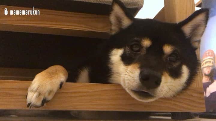 まめ丸のインスタグラム：「* * お天気わるいと、ねむくなっちゃうよねー🐶💦 ぼくはいつものことだけど…💓 #ソファの下のまめ丸 シリーズ --------------------------------- 今月のおくすり、先月はイヤイヤしたからちょっと遊びながらたべてみたのをブログにかいたよ🐶📖 * I hid under the sofa🐶💓 --------------------------------- I updated my blog🐶💓 The URL is in my profile. Please visit it if you have time❣️ * #二度寝さいこう #九州のみんな大丈夫かな #朝よわいぼく * #柴犬#豆柴#柴#黒柴#黒豆柴#犬#ふわもこ部#shiba#shibainu#shibastagram#shibadog#puppy#instadog#dogstagram#dog#mameshiba#instashiba#petstagram#pet#buzzfeedanimals#cute#cutedog#강아지#멍스타그램#doglover」