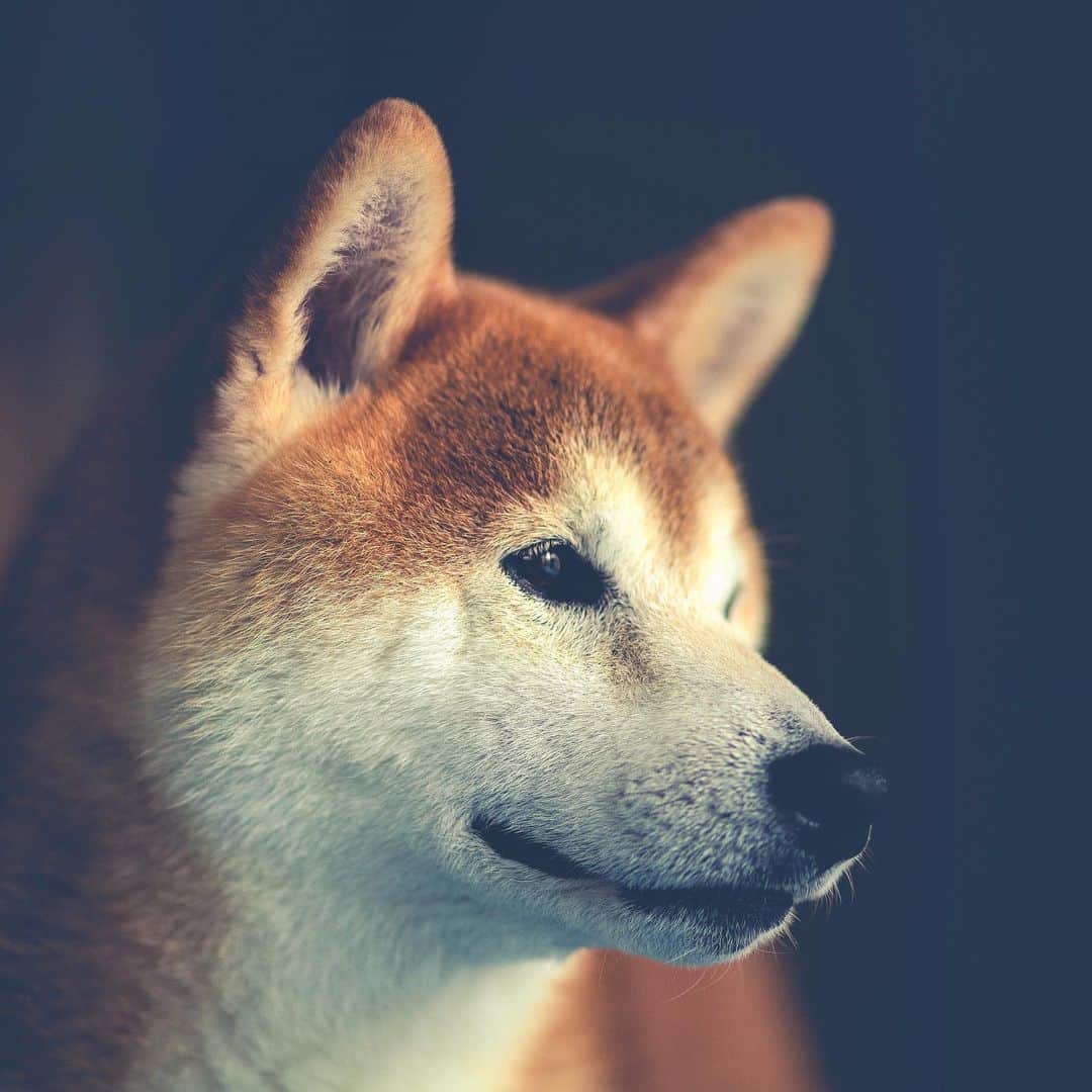 BlackRed shibasのインスタグラム