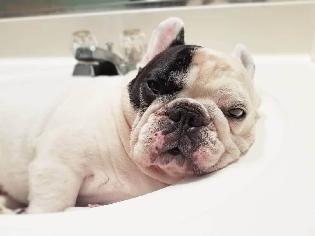 Manny The Frenchieのインスタグラム：「How I feel about Instagram acting up all day!🙄」