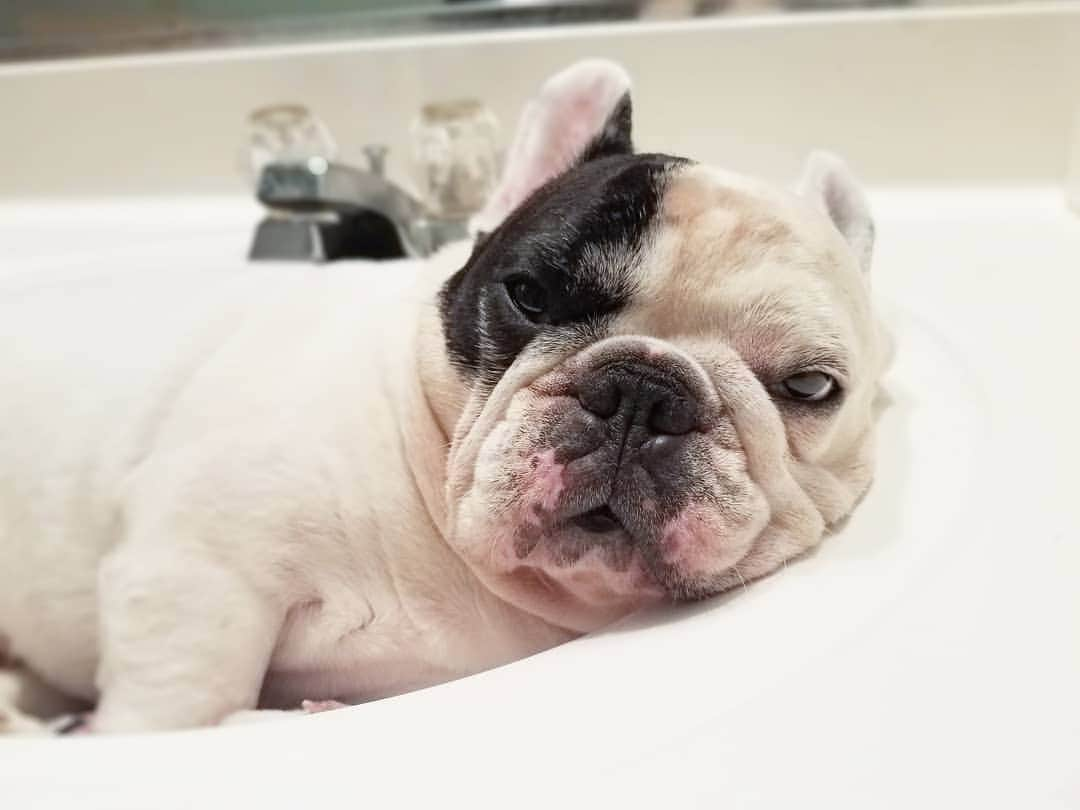 Manny The Frenchieさんのインスタグラム写真 - (Manny The FrenchieInstagram)「How I feel about Instagram acting up all day!🙄」7月4日 8時43分 - manny_the_frenchie