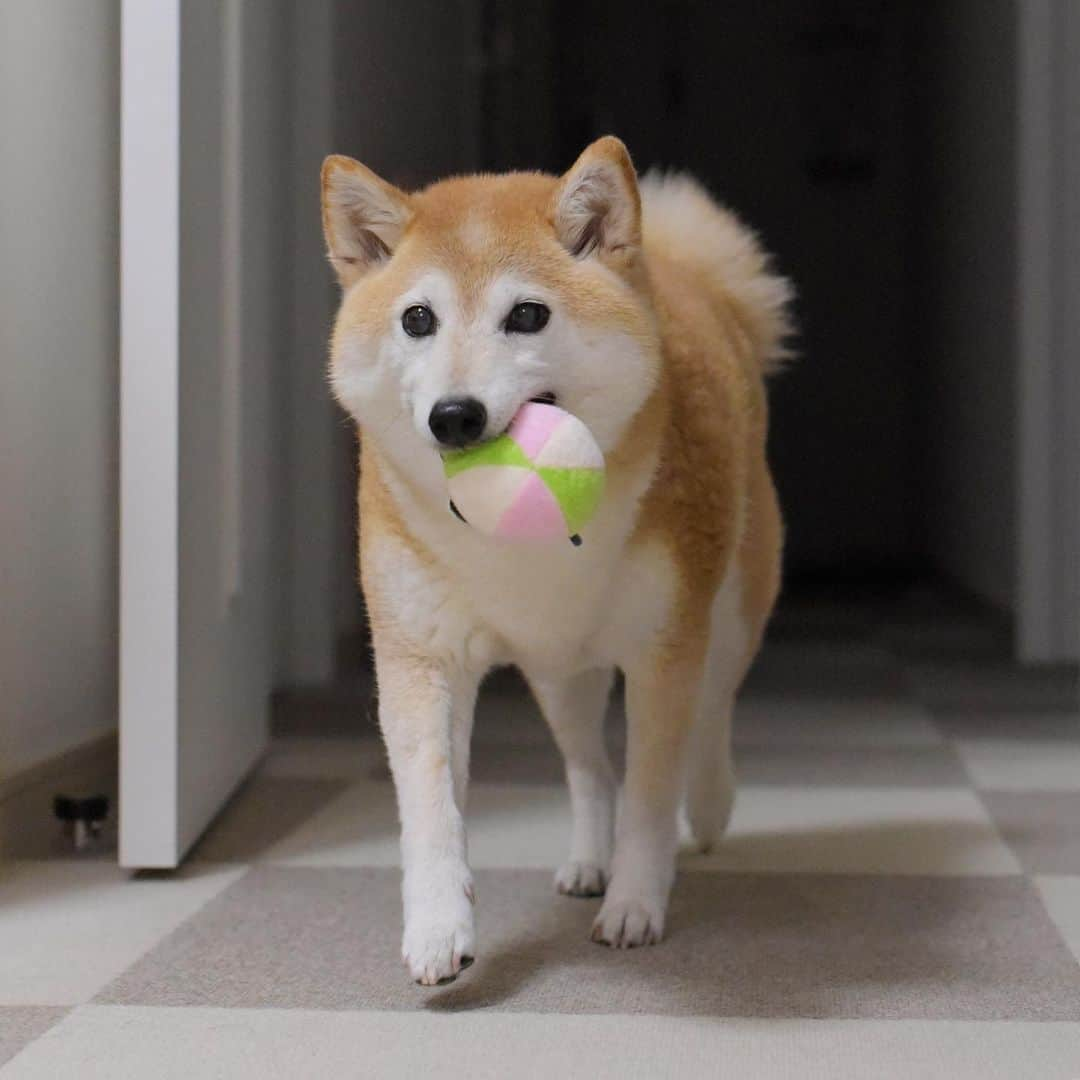 meekooさんのインスタグラム写真 - (meekooInstagram)「お饅頭を食べながら🐕🐾 #テクテク」7月4日 9時18分 - meekoo