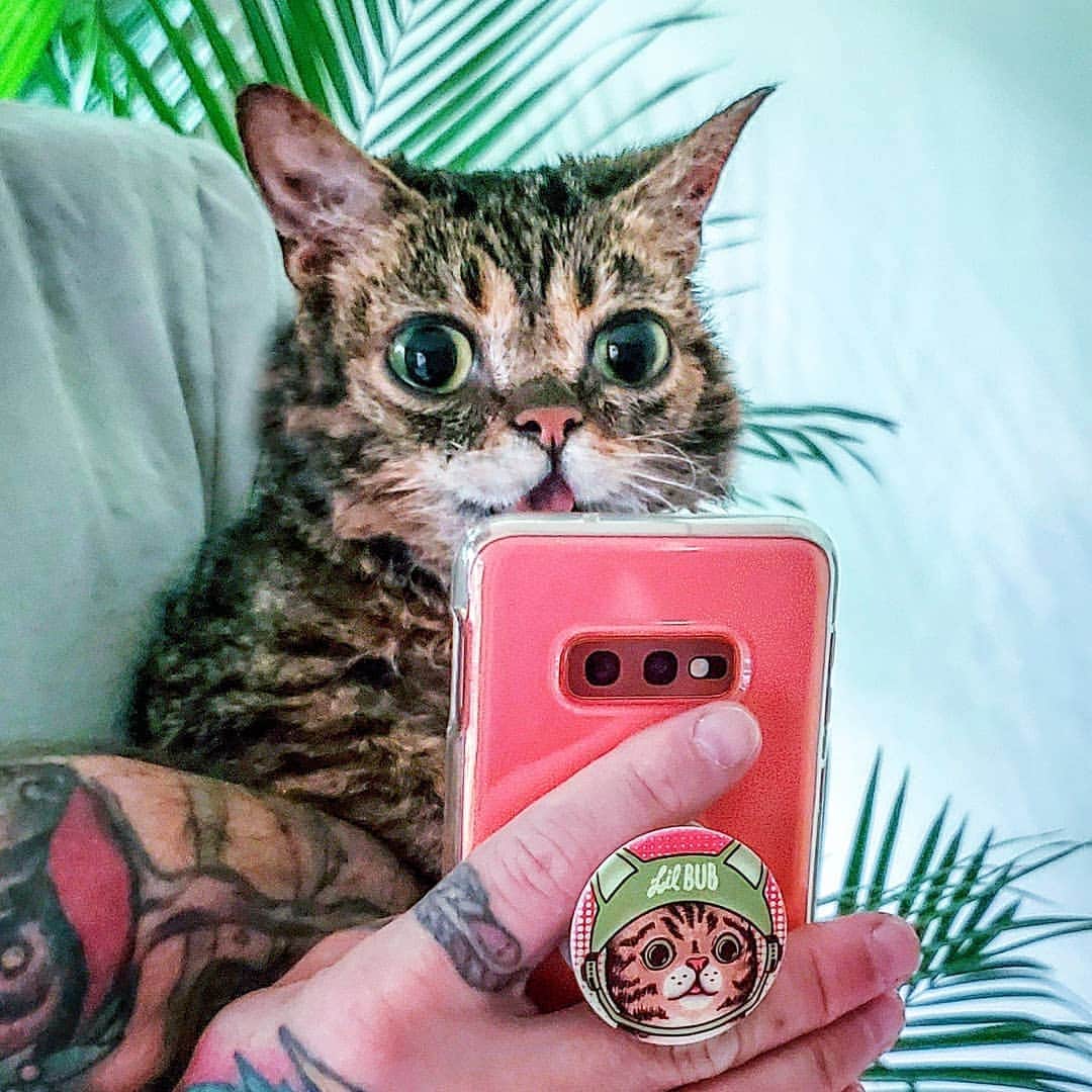 Lil BUBさんのインスタグラム写真 - (Lil BUBInstagram)「Check out the look on BUB's face when I told her about her very own brand new limited edition Popsocket designs: 50% of each one sold benefits Lil BUB's Big FUND for special needs pets! Now you can hold your phone in style while supporting homeless pets. Link in bio or at http://bit.ly/BUBPOP」7月4日 9時38分 - iamlilbub