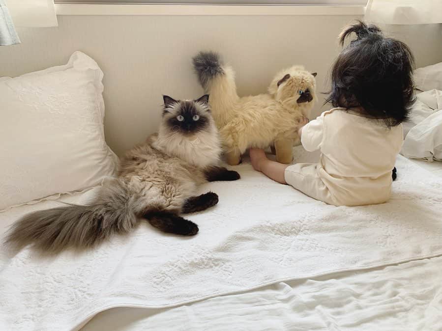 のインスタグラム：「3人で猫会してた🐈🐈🐈💞 . . . . . . .  #プリュムのいる生活 #猫のいる暮らし  #ヒマラヤン  #赤ちゃんと猫  #ふわもこ部  #ヒマラニャンズ  #猫  #ねこ  #ペコねこ部  #仲良し #女子会 #猫の集会 #ぬいぐるみ #plush #girlstalk #🐈 #고양이  #kucing  #Кот #ilovecats  #sealpoint  #himalayancat  #catsofinstagram #catloversclub  #bestmeow  #bestcats_oftheworld  #weeklyfluff  #bestanimal #cutepetclub」