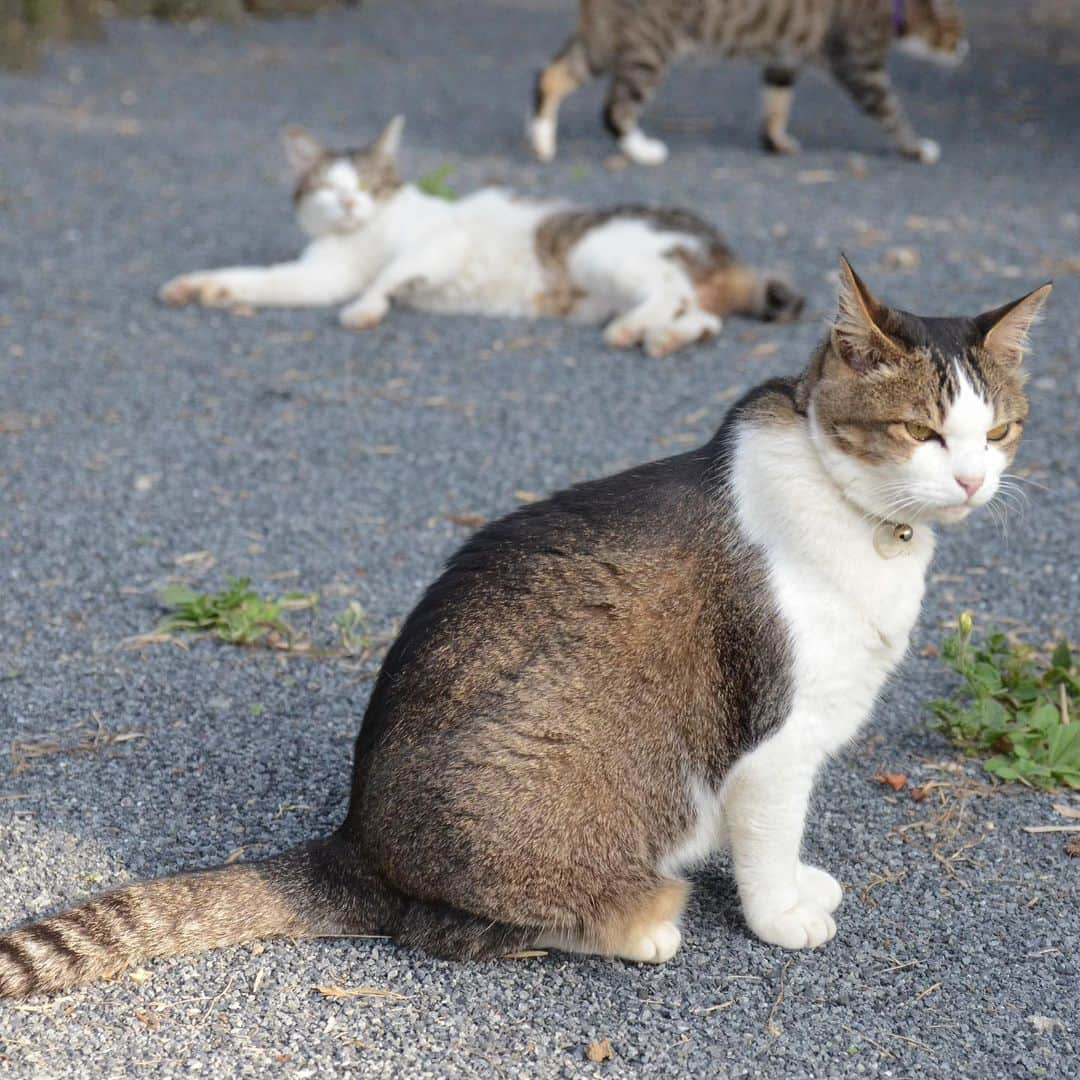 やふさんのインスタグラム写真 - (やふInstagram)「猫・おっさん・ヒョウ . #cat #neko #catlovers #catsofinstagram #catstagram #instacat #猫 #ねこ #ネコ #保護猫 #京太 #新吉 #のま #のまらー #被災猫」7月4日 9時47分 - kyafy