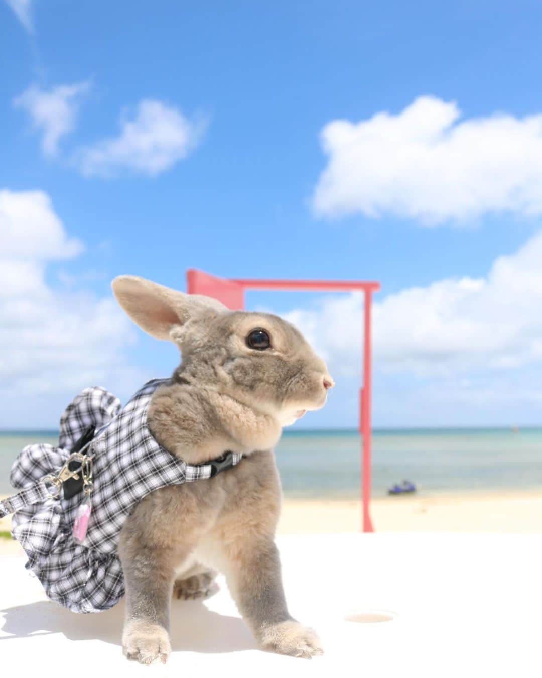 Kayoのインスタグラム：「さーくぽんぽんぽ〜ん♫ 今、EXITが好きすぎ♡」