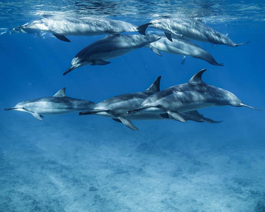 And Youさんのインスタグラム写真 - (And YouInstagram)「Dolphins have acute eyesight both in and out of the water. They hear frequencies 10 times the upper limit of adult humans. Their sense of touch is well-developed, but they have no sense of smell. . . . . . . . . . . . . . #dolphintours #oahu #hawaii #oahuhawaii #dolphin #marinefacts #sealife #oceanlife #hawaiistagram #unrealhawaii」7月4日 10時07分 - dolphinsandyou