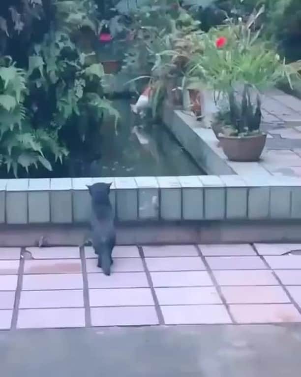 のインスタグラム：「Just a prank, bro!⠀ ⠀ #meowed #waitfotit #Iwilltellmom #soundon #volumeup #🔊」