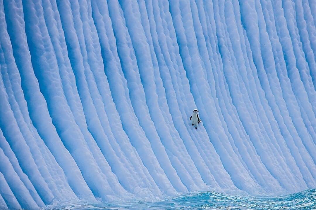 National Geographic Travelさんのインスタグラム写真 - (National Geographic TravelInstagram)「Photograph by @PaulNicklen | A lone chinstrap penguin catches a ride on a recently overturned iceberg in Antarctica. The grooves in the iceberg are formed by bubbles and currents that shape the massive chunk of ice through time. Follow me, @PaulNicklen, to see my favorite images from the polar regions.」7月4日 10時00分 - natgeotravel