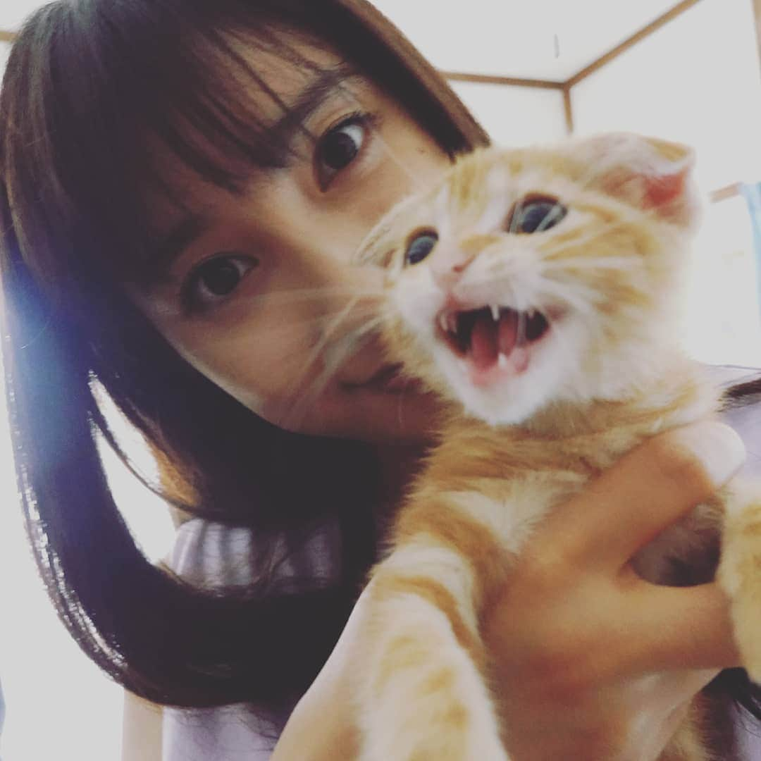 土屋太鳳さんのインスタグラム写真 - (土屋太鳳Instagram)「激しい雨が降る地域のかた、 避難なさってるかた、 心配な夜を過ごされたかと思いますが 体調はいかがですか？ うちでも親が親戚に連絡をして 心配していたのですが、 同じように 遠くから心配されてる人も多いと思います。 どうか お大事にしてくださいm(__)m  昨日はインスタが 途中から全然動かなくなってしまって。 なので御礼が遅くなってしまったけれど、 公式ウェブサイトと ファンクラブのお知らせに 心のこもったコメントを 本当にたくさんいただいていて…😢✨✨ 本当に本当に本当に ありがとうございます✨✨✨ ゆっくり読ませていただいてます🙏✨ これからたくさん、楽しいことを 一緒に考えていけますように…✨ 今日は、ゴチの日🍴 その前にはレシピストのインスタライブ、 そしてとうとう 「たおりゅう」の「りゅうくん」が 登場します😳 ✨💡LIVE配信は @recipist_official のアカウント💡✨で お昼の12時から 😊 レシピストは成分が自然由来なのですが、 撮影のセットや衣装、 「たおりゅう」二人の性格や生活の雰囲気も レシピストと同じように ほんわかしつつ元気で自然なので、 撮影も、とてもあったかい現場で行われました💡 きっと今日も レシピストらしい雰囲気の時間に なるんじゃないかな？と思うので、 ぜひ一緒にお昼の時間を 楽しんでいただけたら嬉しいです🙏✨✨ 写真は、猫のハナちゃん🐈✨ 最高に可愛くて可愛くて… 可愛すぎて大変でした😍😍😍😍😍 #レシピスト #うるおいつるん肌 #しあわせを咲かせよう #たおりゅう」7月4日 10時11分 - taotsuchiya_official