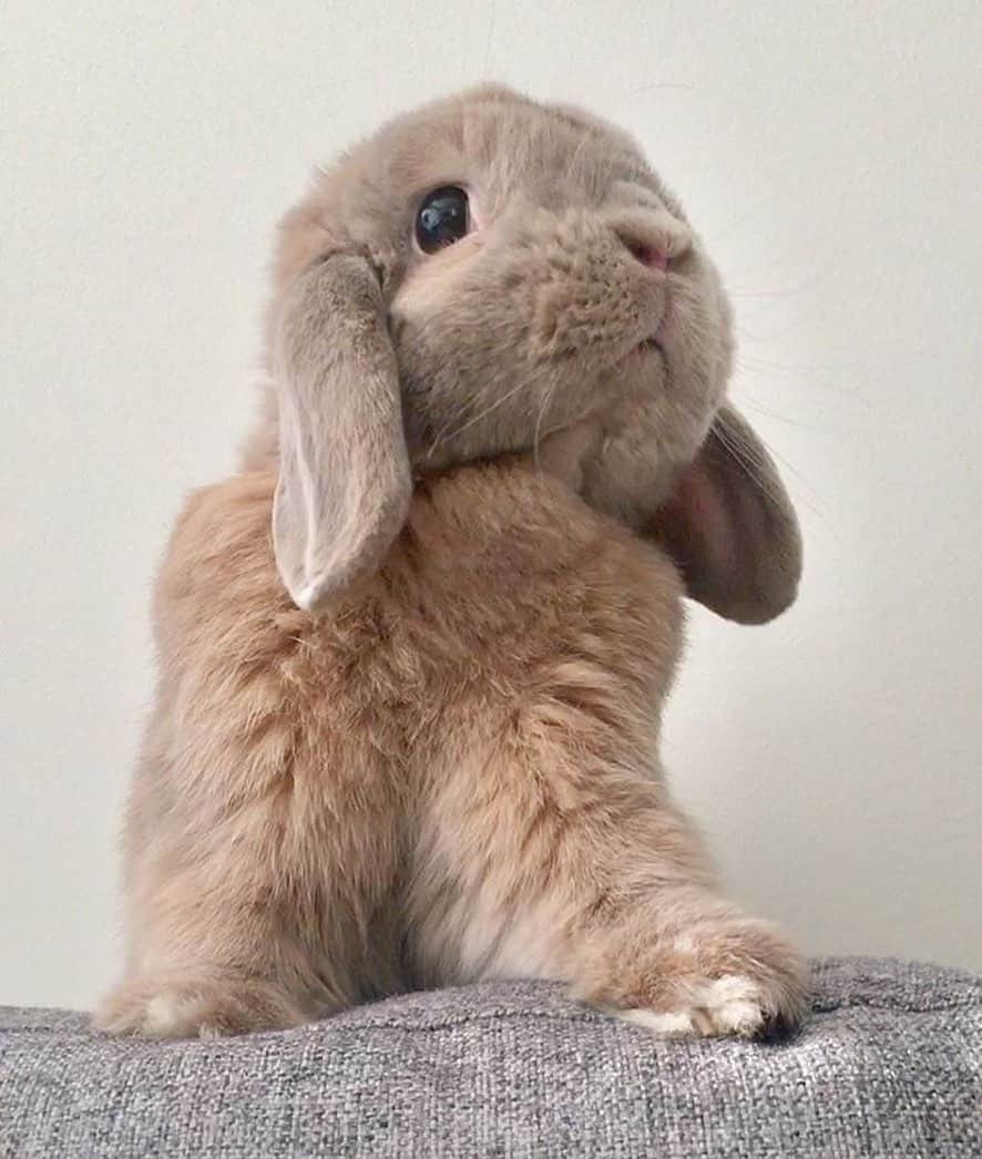 Marbee Moo, Olive & Taffyさんのインスタグラム写真 - (Marbee Moo, Olive & TaffyInstagram)「My name is Tato, I little guy. My ears go floop, I know not why.  My floof is big, cuz full of love. But not all floof, it’s mostly chubs.」7月4日 10時12分 - bunnymama