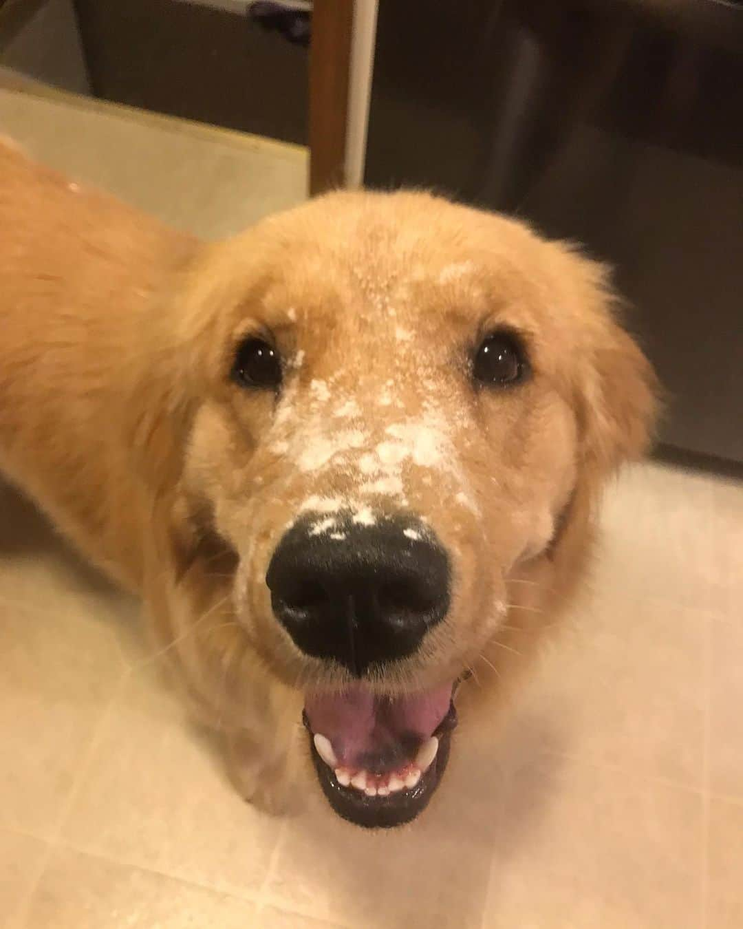 モヒートさんのインスタグラム写真 - (モヒートInstagram)「Baking with Julep ------------------------------- #goldensofig #goldenretriever  #goldenretrieversofinstagram #betterwithpets #dogsofig  #dogsofinstagram #fluffypack #gloriousgoldens #welovegoldens #ilovemydog #goldenlife #bestwoof #ProPlanDog #ilovegolden_retrievers #mydogiscutest #retrieversgram #dogsofcle」7月4日 10時42分 - mojito_rose_family