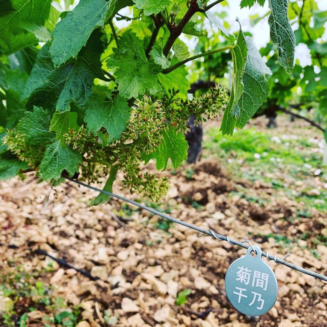 菊間千乃さんのインスタグラム写真 - (菊間千乃Instagram)「フランスのぶどうの木を6本、1年間アドプトして見守りながら、自分の名前入りの翌年のビンテージワインを頂くというサービスに参加してみました。ブドウの木に名前をつけてくれたんですけど。ローマ字表記でお願いしたはずなのに。漢字😳 まぁ、間違えようがないから、いいですかねー。どんなブドウが実るか楽しみです💕」7月4日 10時36分 - kikuma_yukino
