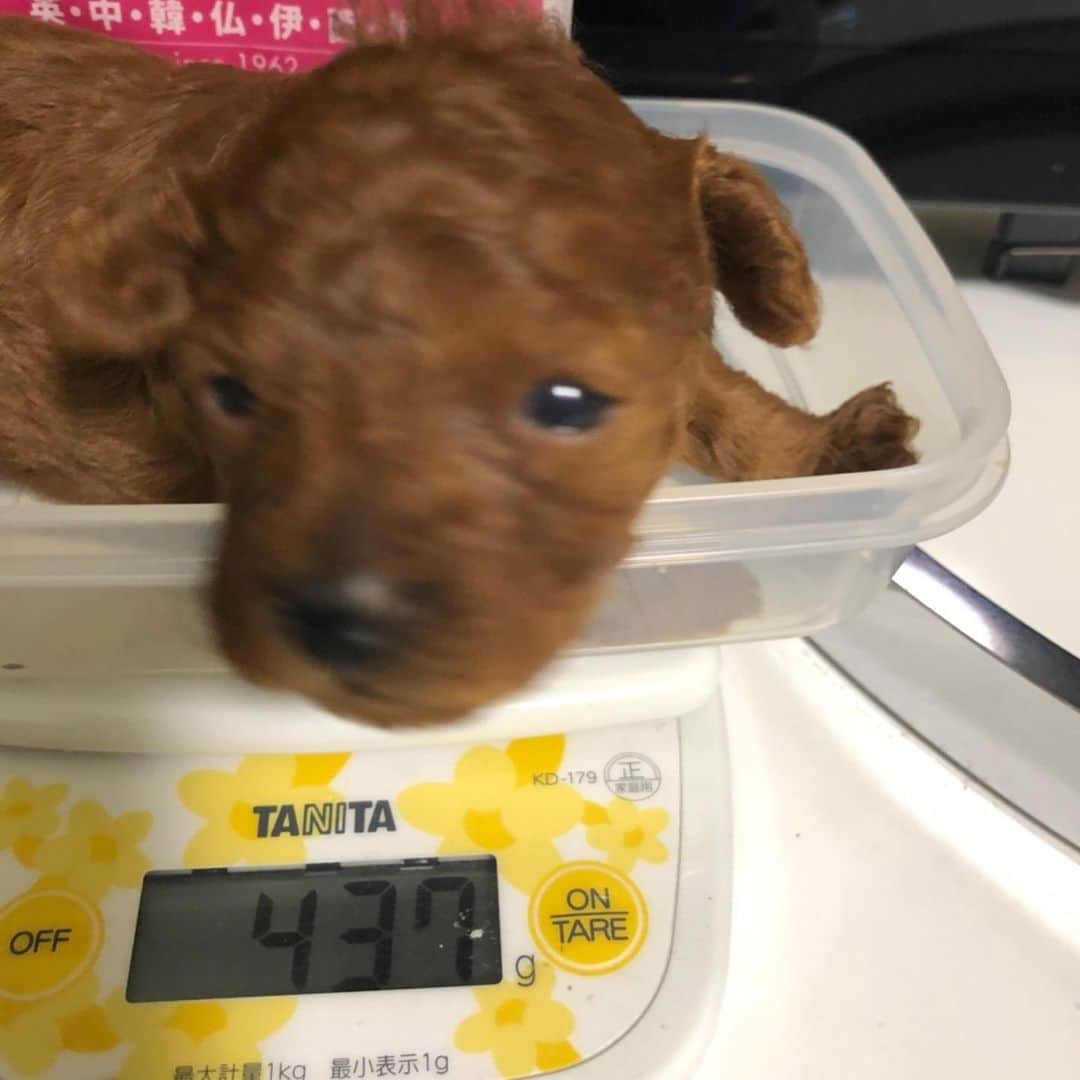ももちゃん & まろんたんのインスタグラム：「お目目があいてきました、、！！！ 可愛い😍気付いたらお姉ちゃんの方は400g超えました！ そろそろお家の中探検し始めるかなー？？まだかなー？？？☺️ 毎日楽しみです❤️ ・ #dog #dogs #dogstagram #poodle #poodles #poodlelove #poodleclub #toypoodle #toypoodles #toypoodlelove #toypoodleclub #east_dog_japan #all_dog_japan #ig_poodle #poodlesofficial #ふわふわ #ふわもこ部 #トイプードル #トイプードル部 #トイプードル大好き #トイプードル多頭飼い #まろんたん #ティーカッププードル #わんこなしでは生きていけません会 #pecoいぬ部 #joker六本木ヒルズ店 #トリミング #puppystagram #toypoodleofficial #puppy」