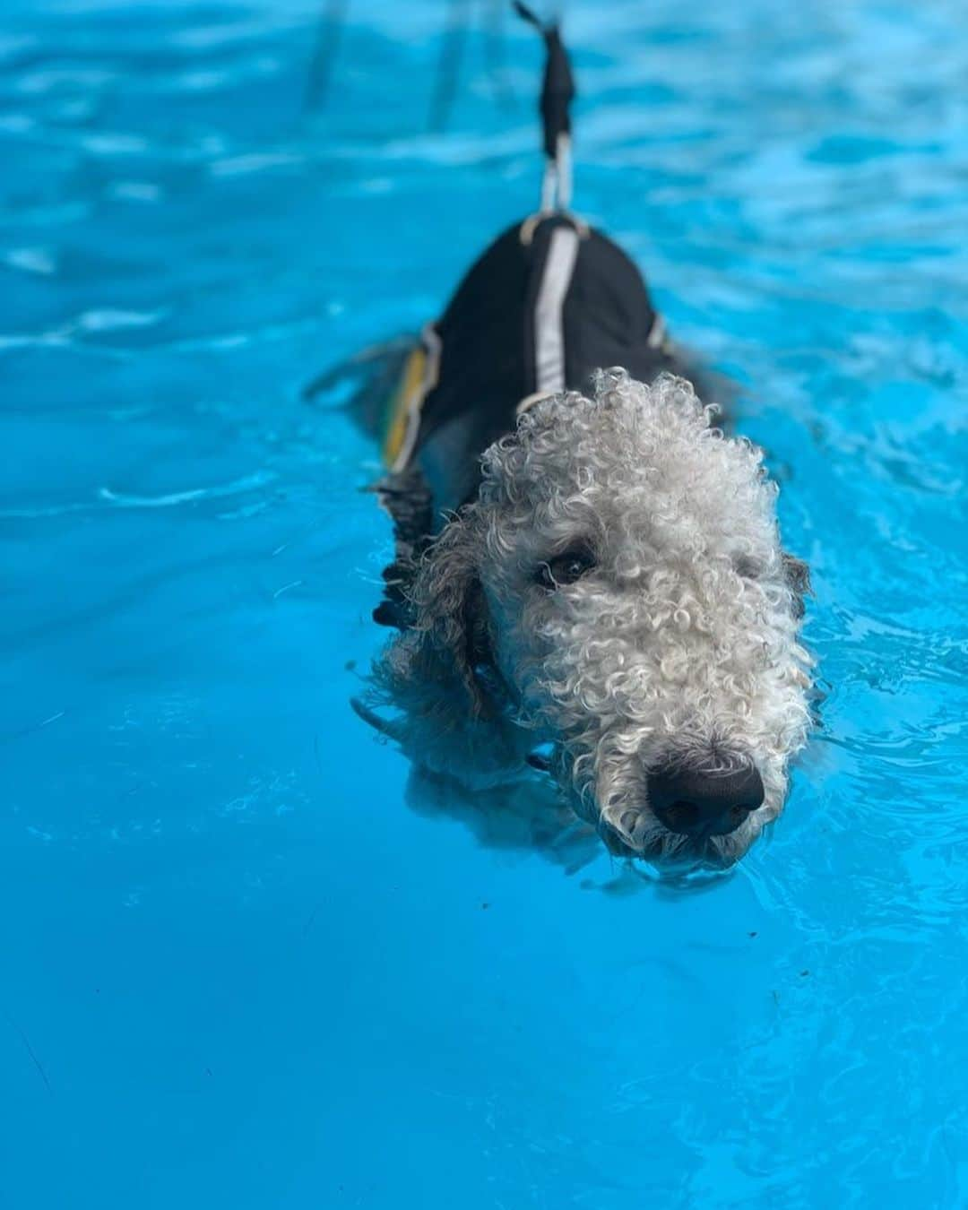 オム・ジウォンさんのインスタグラム写真 - (オム・ジウォンInstagram)「Viki is learning to swim🏊‍♀️🏊‍♀️👏👏👍👍」7月4日 10時40分 - umjeewon