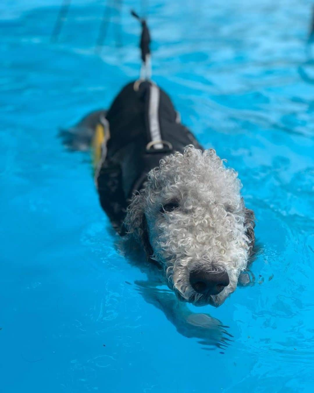 オム・ジウォンさんのインスタグラム写真 - (オム・ジウォンInstagram)「Viki is learning to swim🏊‍♀️🏊‍♀️👏👏👍👍」7月4日 10時40分 - umjeewon