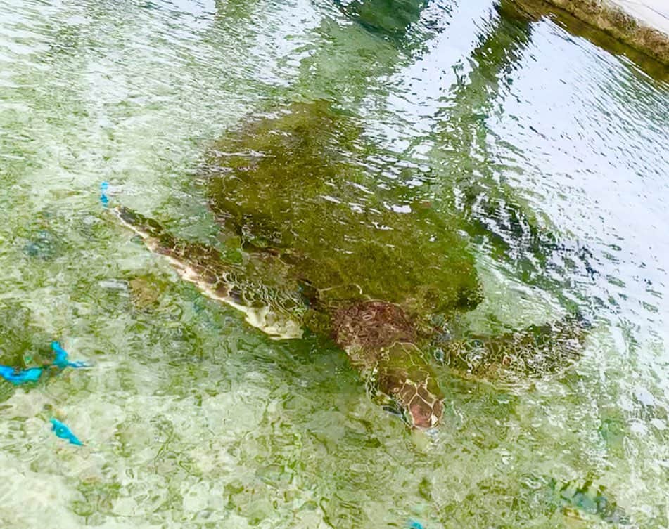 桜井未来さんのインスタグラム写真 - (桜井未来Instagram)「手を伸ばせば、届きそうなところに亀さんが🐢💓（笑）  これ、プール横です😂💓 ・ ・ ・  #亀 #海 #sea #summer #プール #pool #南国 #沖縄 #okinawa #ママ #baby #ママ友募集 #赤ちゃんのいる生活 #ママサークル #ママイベント #ママ会 #都内ママ #ベビスタグラム #mamagirl #ベビフル #コドモダカラ #コドモノ #ママリ #親バカ部 #新米ママ東京部」7月4日 11時10分 - miki.sakurai0214