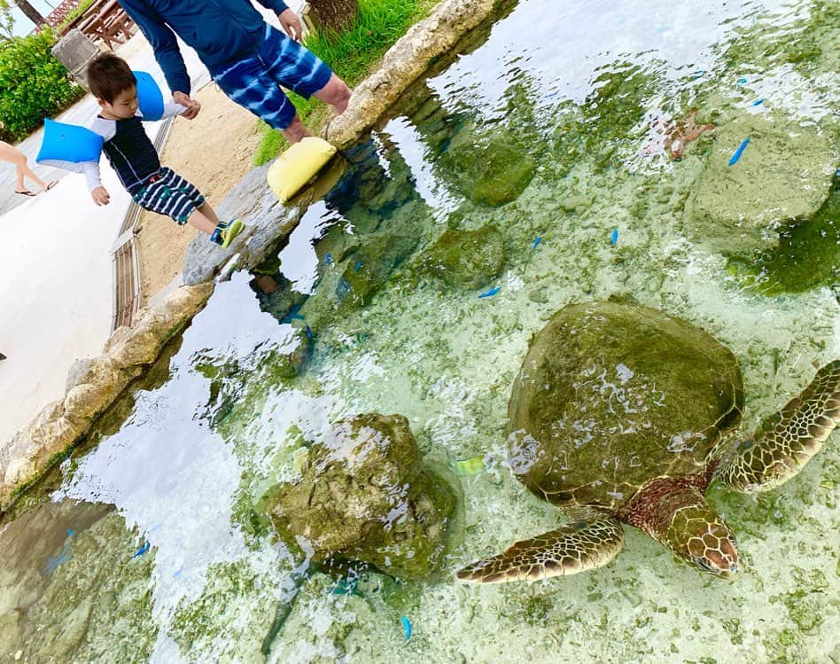 桜井未来さんのインスタグラム写真 - (桜井未来Instagram)「手を伸ばせば、届きそうなところに亀さんが🐢💓（笑）  これ、プール横です😂💓 ・ ・ ・  #亀 #海 #sea #summer #プール #pool #南国 #沖縄 #okinawa #ママ #baby #ママ友募集 #赤ちゃんのいる生活 #ママサークル #ママイベント #ママ会 #都内ママ #ベビスタグラム #mamagirl #ベビフル #コドモダカラ #コドモノ #ママリ #親バカ部 #新米ママ東京部」7月4日 11時10分 - miki.sakurai0214