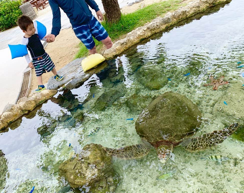 のインスタグラム：「手を伸ばせば、届きそうなところに亀さんが🐢💓（笑）  これ、プール横です😂💓 ・ ・ ・  #亀 #海 #sea #summer #プール #pool #南国 #沖縄 #okinawa #ママ #baby #ママ友募集 #赤ちゃんのいる生活 #ママサークル #ママイベント #ママ会 #都内ママ #ベビスタグラム #mamagirl #ベビフル #コドモダカラ #コドモノ #ママリ #親バカ部 #新米ママ東京部」