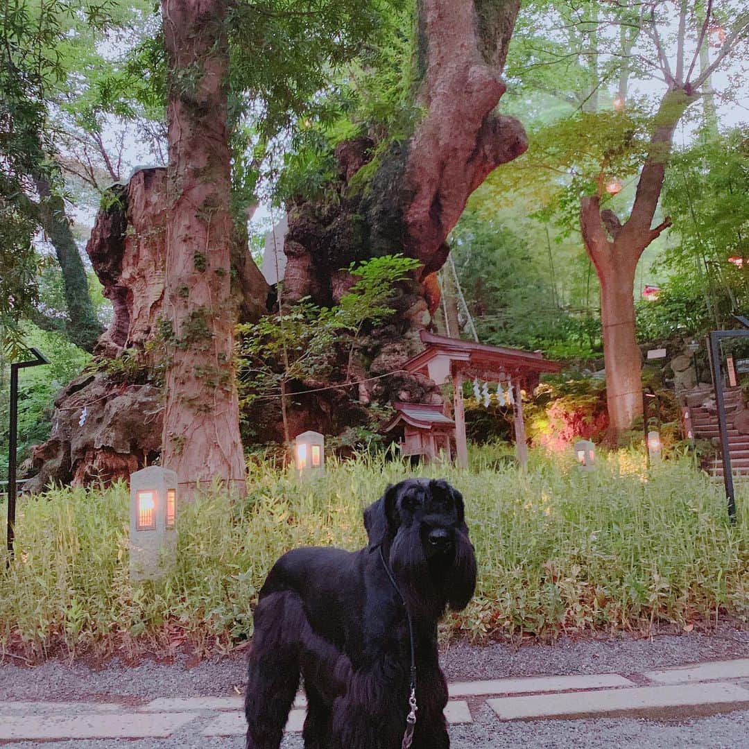 信沢Hitoshiさんのインスタグラム写真 - (信沢HitoshiInstagram)「来宮神社で、長寿祈願で、大きな木を一周してきた！ 三枚目は、ラブラブ写真💓💓💓」7月4日 11時21分 - nobusawahitoshi