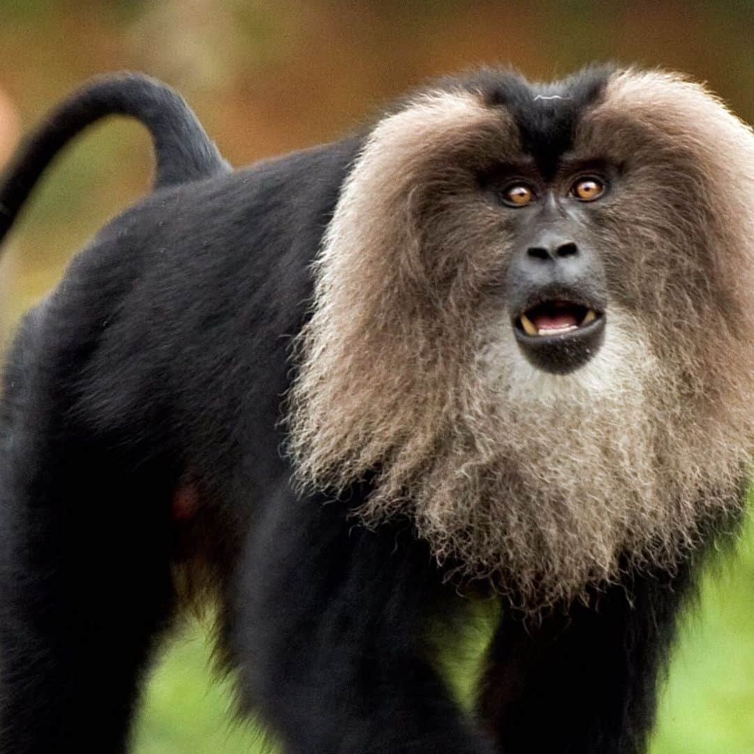 アメリカ自然史博物館さんのインスタグラム写真 - (アメリカ自然史博物館Instagram)「Meet the lion-tailed macaque (Macaca silenus)! It’s native to forests in India’s Western Ghats mountains and is named for the tufted tail that’s reminiscent of a lion’s tail. Both males and females have tufted tails, but those of males are more prominent. Daily life for the critter includes a lot foraging for fruits, seeds, or flowers. The primate is arboreal and spends much of its time in the tree canopy with a family group of around 10 to 20 individuals. Photo: NA Nazeer」7月4日 11時27分 - amnh