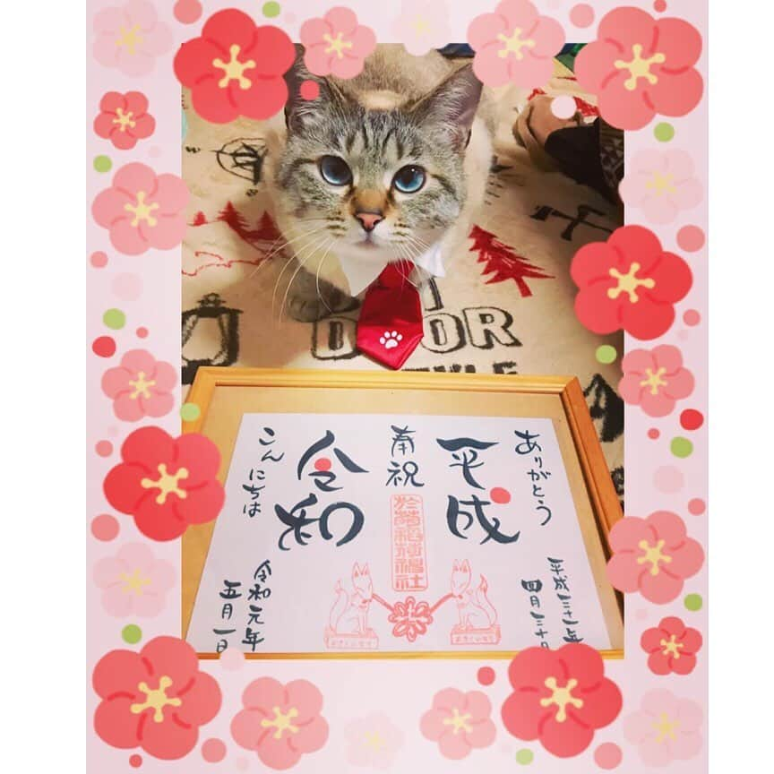 MiawMiawのインスタグラム：「こんにちは😊♪⁣⁣⁣⁣ ミャウミャウ公式アカウントです🐈⁣⁣⁣⁣ ⁣⁣⁣⁣ 現在開催中の【MiawMiaw令和最初のフォトコンテスト】の応募の中から⁣⁣⁣ コンテスト専用ハッシュタグを付けていただいた方のフォトをご紹介いたします！⁣⁣⁣ ⁣⁣⁣ ━･･━･･━･･━･･━･･━･･━⁣⁣⁣⁣ photo： @hanaokamamekichi さん⁣⁣⁣⁣ ━･･━･･━･･━･･━･･━･･━⁣⁣⁣⁣ ⁣⁣⁣⁣ 平成から令和へ。⁣ ネクタイで正装して気を引き締めるにゃ‼🔥⁣ ⁣ フォトコンテストへのご応募ありがとうございます💫⁣⁣⁣ ⁣⁣⁣ 令和最初のフォトコンテストはただ今開催中です！⁣⁣⁣ 嬉しい特典アリ♪ご応募お待ちしています。⁣⁣⁣ ⁣⁣⁣ フォトコンテストの詳細はプロフィール欄のURLをクリック⁣⁣⁣ → @miawmiaw_series⁣⁣⁣ ⁣⁣⁣ 現在開催中のフォトコン専用ハッシュタグを付けて投稿してください♪⁣⁣⁣⁣⁣⁣⁣ 【猫ちゃん×リラックス フォト】⁣⁣⁣ #リラックスmiawmiaw2019夏　を付けて投稿♪⁣⁣⁣ ※“夏”を付けるのを忘れてしまうと選外になってしまうので気をつけてくださいね。※⁣⁣⁣ ⁣⁣⁣⁣⁣⁣ 【猫ちゃんと令和にちなんだ記念フォト】⁣⁣⁣⁣ #令和miawmiaw⁣⁣⁣⁣⁣⁣⁣ ※二枚目のスライド写真を是非ご利用ください！⁣⁣⁣※⁣⁣⁣ ⁣⁣⁣⁣⁣⁣⁣ 【猫ちゃんと夏にちなんだフォト】⁣⁣⁣⁣⁣⁣⁣ #夏猫miawmiaw2019⁣⁣⁣⁣⁣⁣⁣ ⁣⁣⁣ #miawmiaw #miawmiaw令和最初のフォトコンテスト⁣⁣⁣ #ねこのいる生活 #ねこばか #ネコ好き⁣⁣⁣ #猫 #ねこ #ネコ #にゃんこ #cat #cats #猫部 #ネコ部 #ねこ部 #猫好きさんと繋がりたい #猫好き #ペット#pet #にゃんこ部 #にゃんすたぐらむ #ねこすたぐらむ」