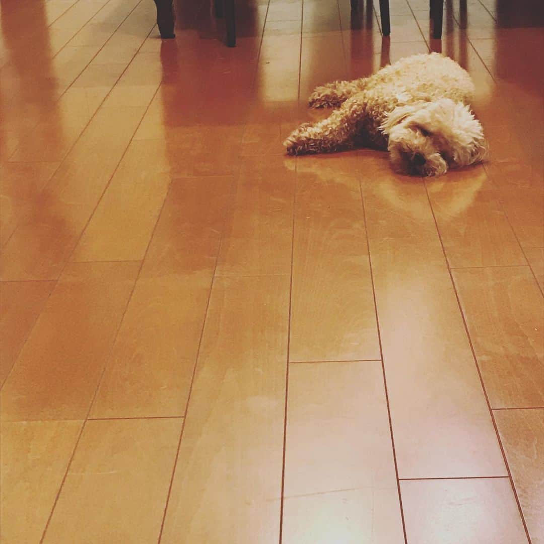 中島はるみさんのインスタグラム写真 - (中島はるみInstagram)「夏バテしてる、、、 側に来たいのに、視線だけよこしてる🤣  #夏バテ #肉球が暑い #君の為に #クーラーつけよう #トイプードル #アプリコット #シニア犬 #家族 #愛犬」7月4日 11時52分 - harumi_nakajima