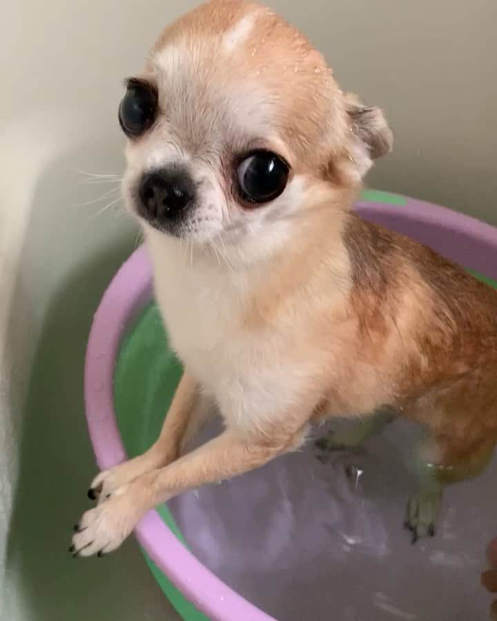 まち(Machi)のインスタグラム：「. 1️⃣Shampoo Omo 2️⃣Dry Omo 3️⃣Excited Omo after shower 4️⃣Happy Omo after shower . 🛁🐶 . #chihuahua #chihuahuas #dog #instadog  #weeklyfluff #doglover #chihuahualove #ふわもこ部 #choco #azuki #omochi #チワワ #ちわわ #犬 #スムチー #ロンチー #ちわすたぐらむ #いぬすたぐらむ #ちわわ部」