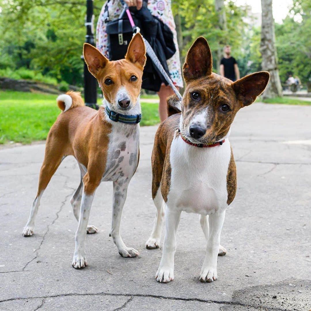 The Dogistさんのインスタグラム写真 - (The DogistInstagram)「Cybele & Baxter, Basenjis (7 y/o & 6 m/o), Central Park, New York, NY • “Baxter started playing the first day he was allowed on the ground. Cybele is a lady who loves being adored.” @cybele_n_bax_theregalbasenjis」7月4日 11時53分 - thedogist