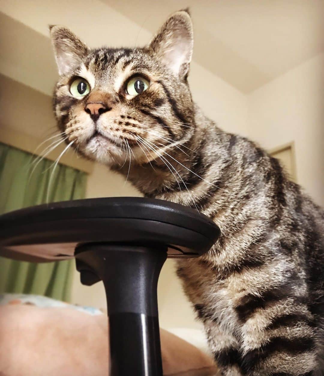 Musashiさんのインスタグラム写真 - (MusashiInstagram)「おはムサシ！ 椅子から自宅警備。マンガみたいなお顔。Watchman.👀 #musashi #mck #cat #キジトラ #ムサシさん #ねこすたぐらむ #musashi_the_cat」7月4日 11時55分 - _daisy