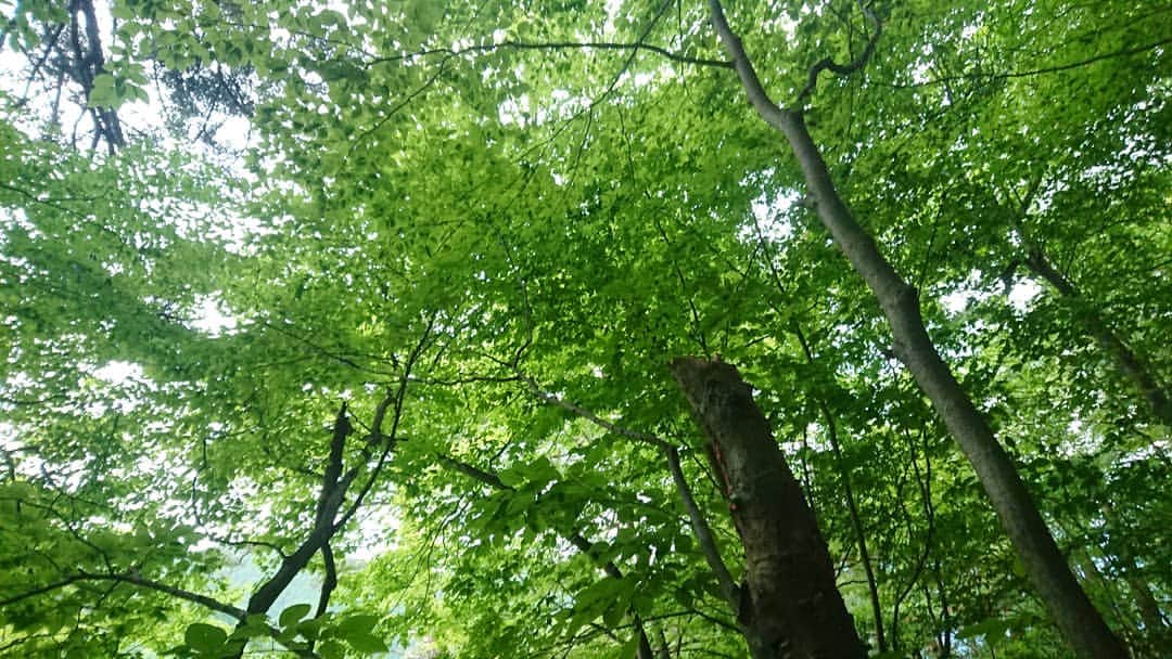 桜花さんのインスタグラム写真 - (桜花Instagram)「雨の日にはキラキラ緑を🍀！ こんにちはでございマウンテン🗻☀️ みなさん、午後もナイスにお過ごしください🌼  天候、回復しますように。。 みなさん雨風にお気をつけ下さいね🍀  雨の燕岳を下山して転んでしまった事を思い出します🍀 浮き石や足元、目の前にも細心の注意を。  山も街も注意して歩きマウンテン🗻☀️ #こんにちは #こんにちはでございマウンテン  #緑  #山登り  #雨風  #雨 #森  #もりもり  #forest  #mountain  #rain」7月4日 12時08分 - mountainohka